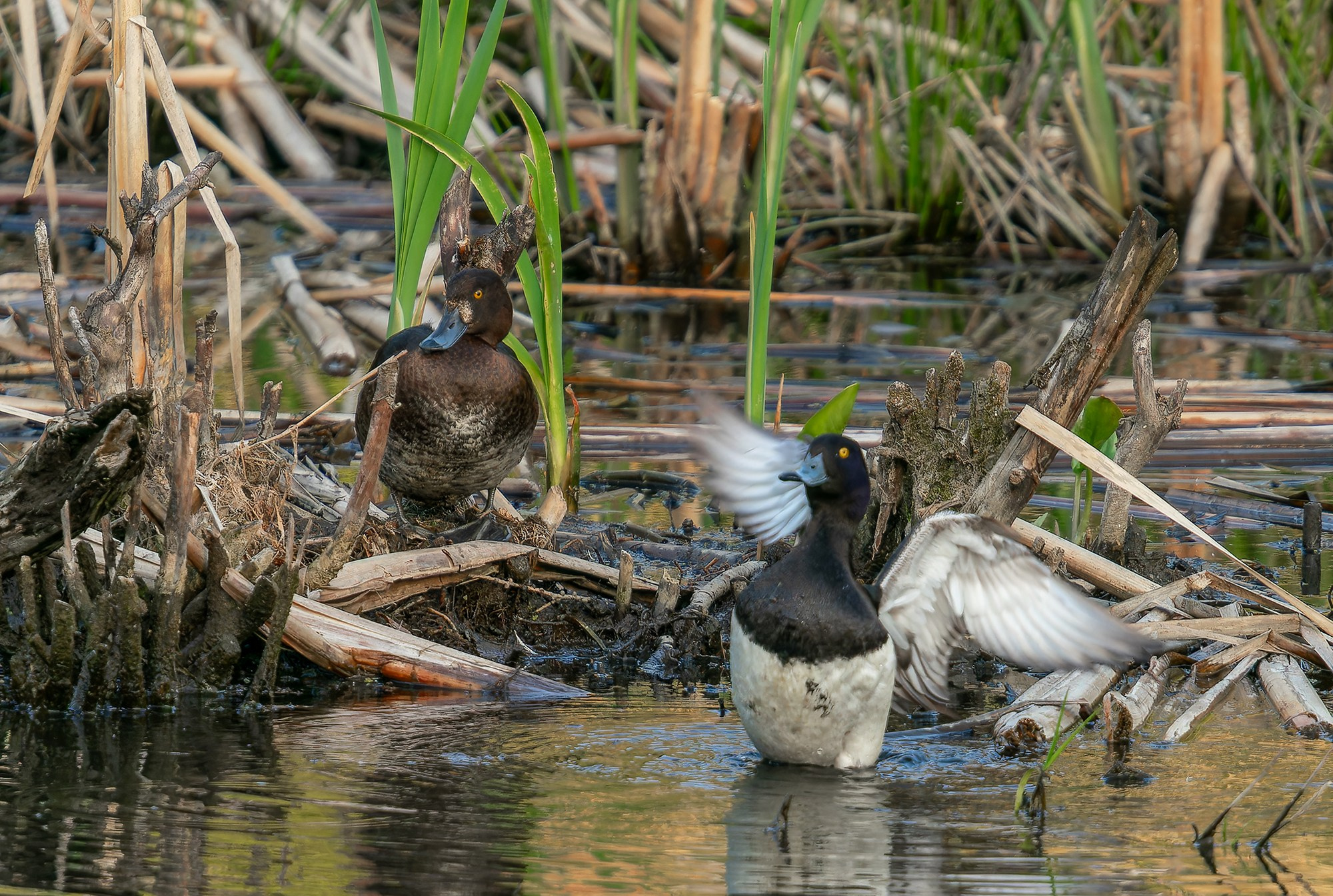 Удивительные мир птиц. Вокруг нас столько прекрасного — присмотритесь!. Ваш личный фотограф Марина Волкова