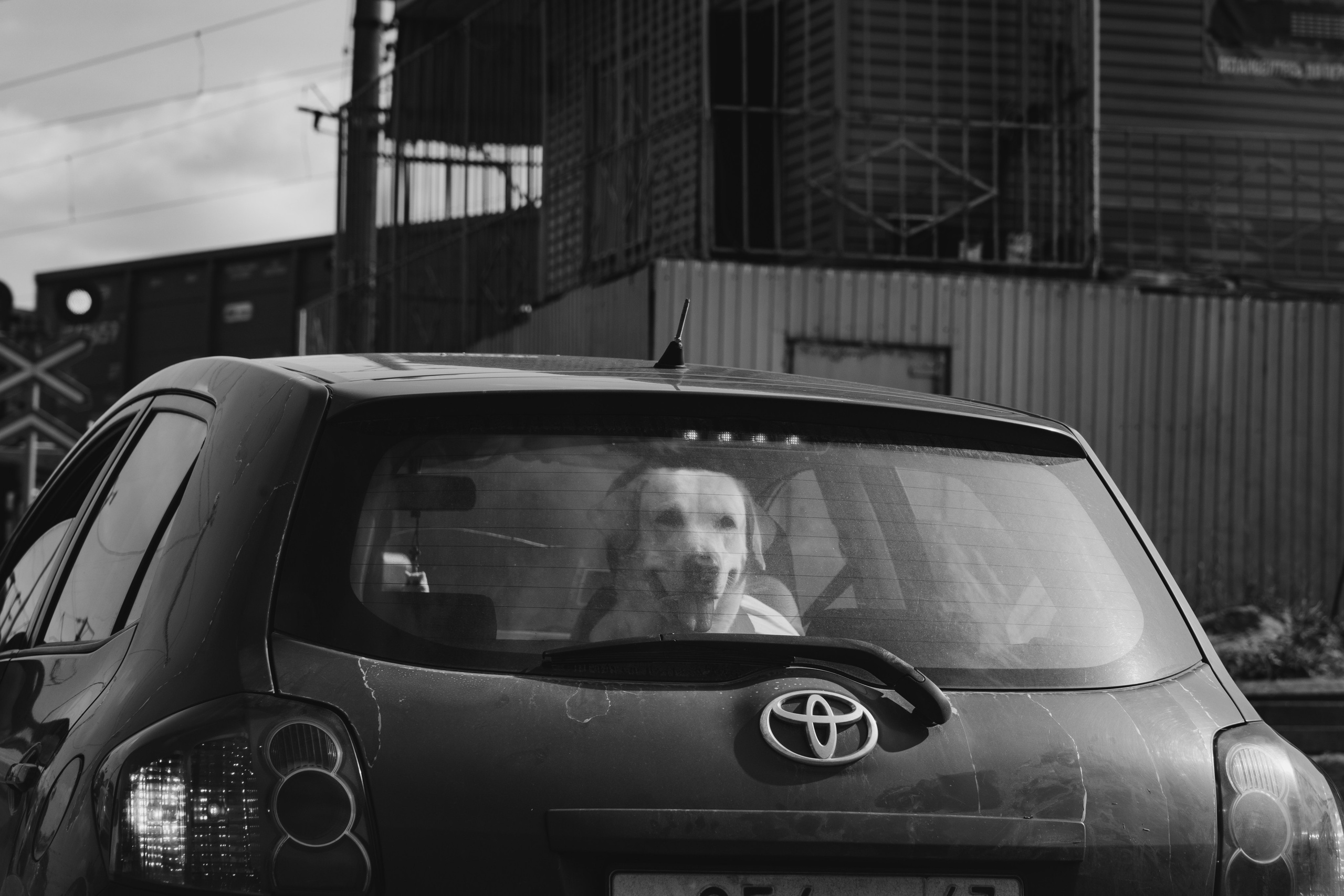 Собаки. Фотограф Александр Тихонов