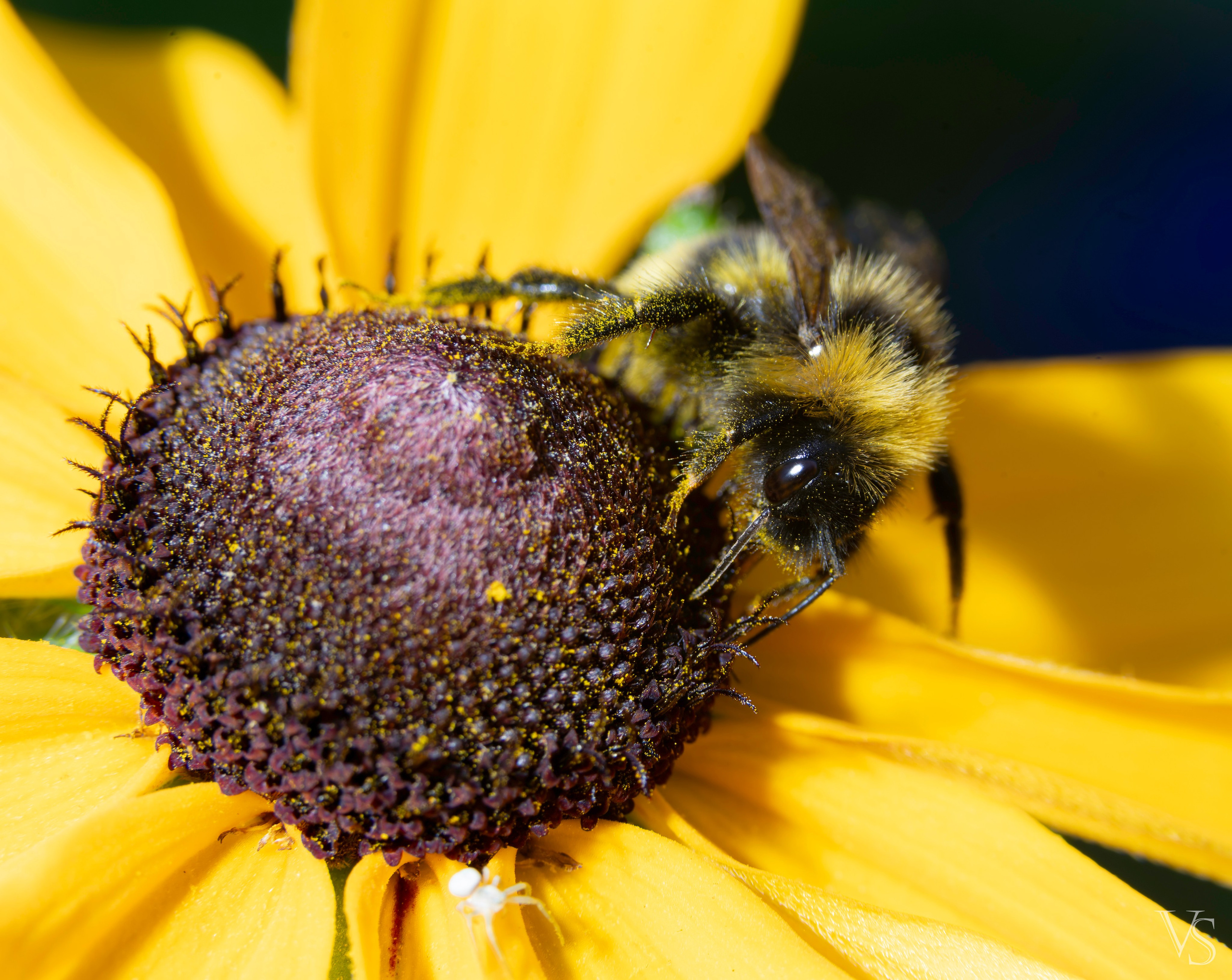 Макро. Фотограф Виктор Степанов
