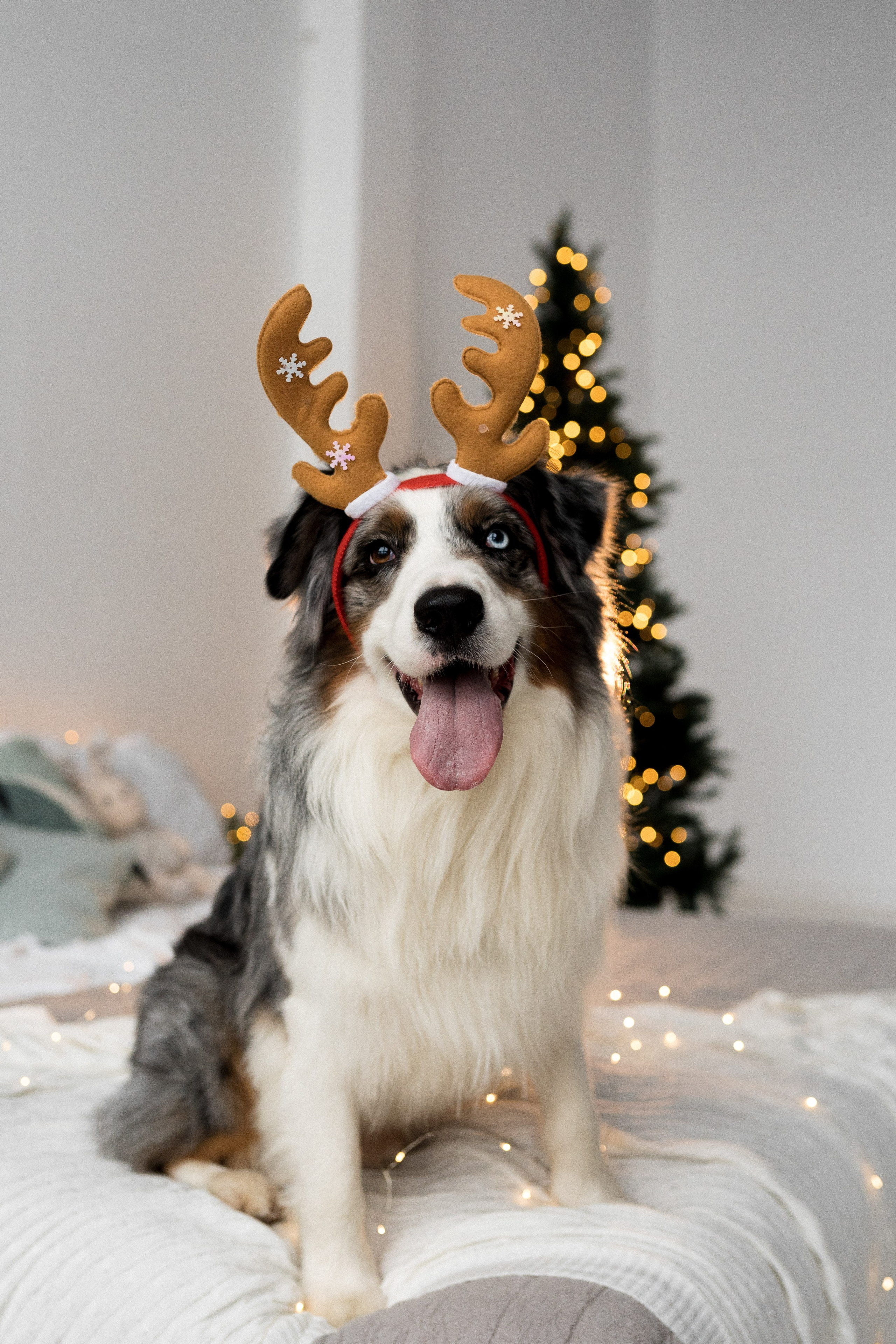 Новогоднее студия. Свадебный фотограф в Москве Анна Полушина