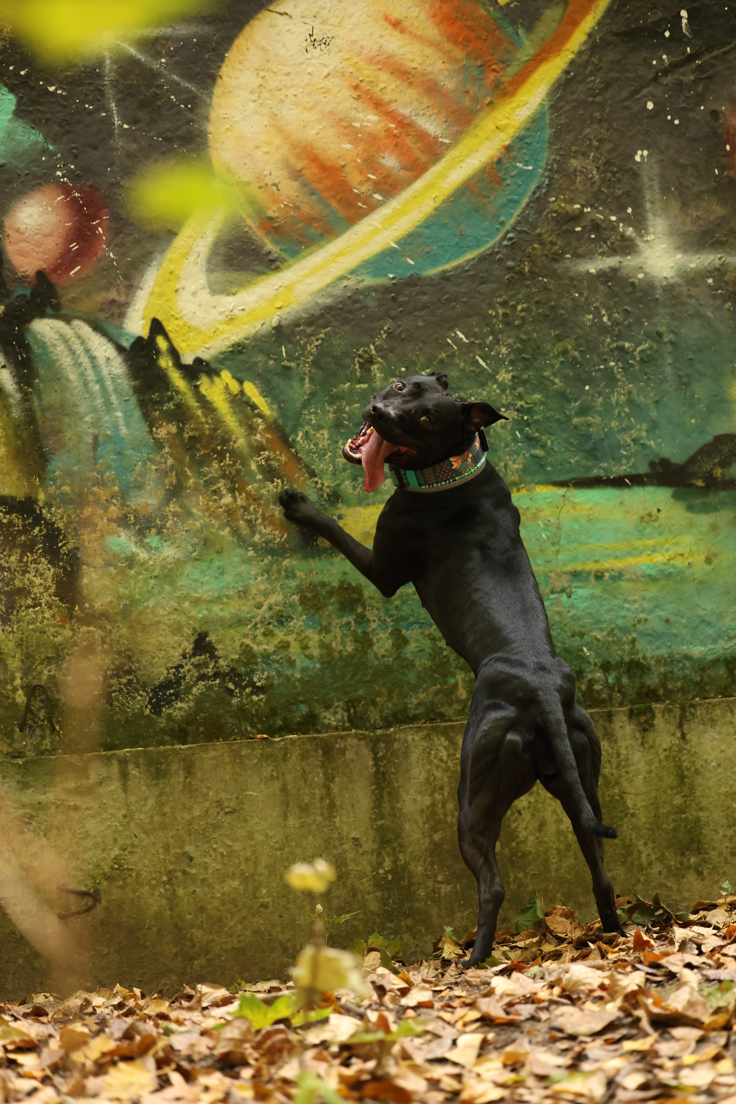 Алена и Бора. Виктория Михайловская. Фотограф-анималист. Москва