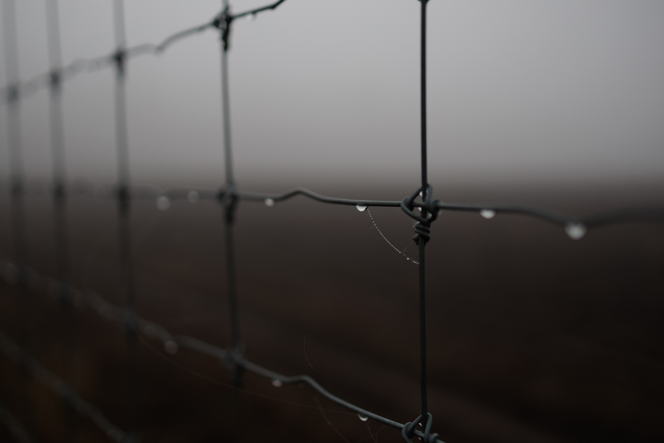 В туманном лесу. Семейный фотограф в Белгороде