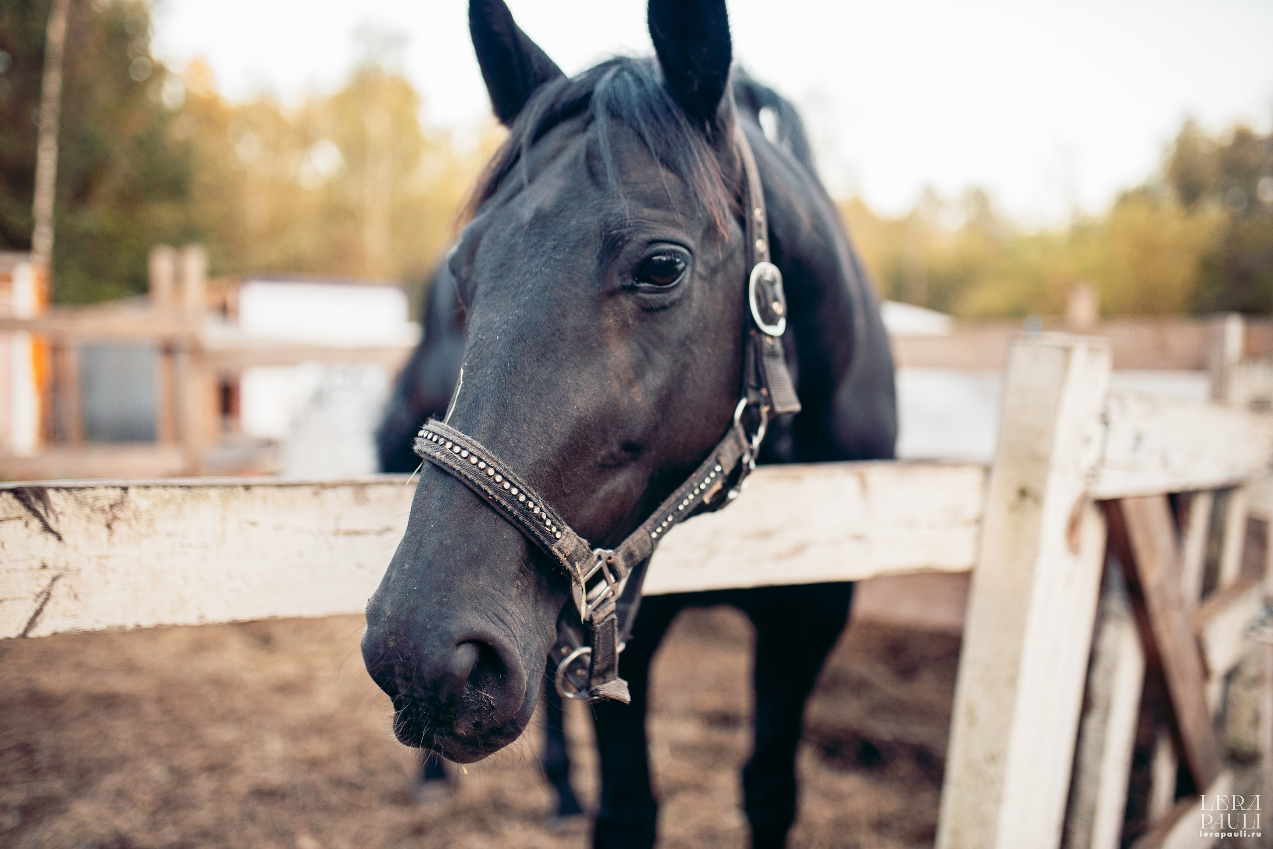 ДПСО «ЛизаАлерт». Главная