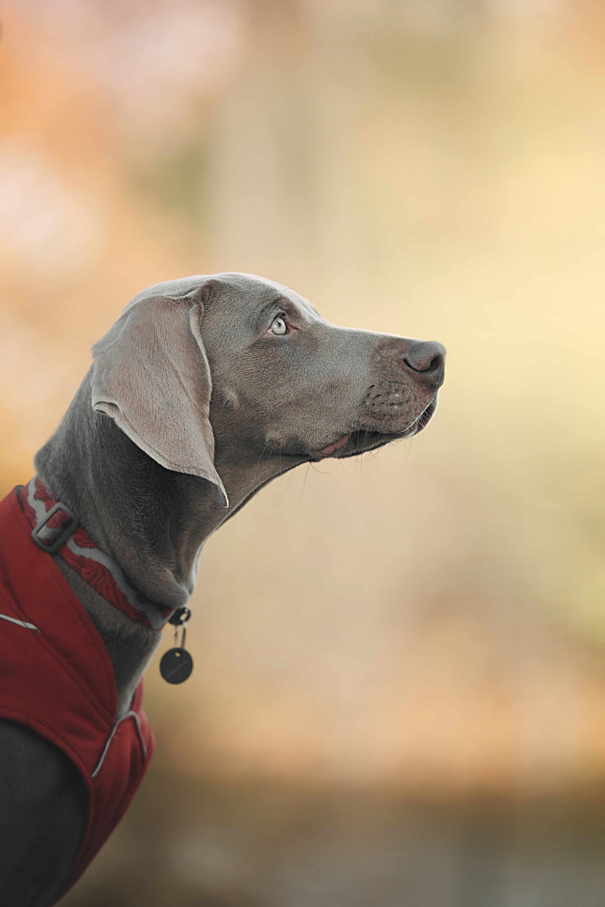 Оля, Саша и Бастиан. Фотограф анималист Кристина Карпова, Москва