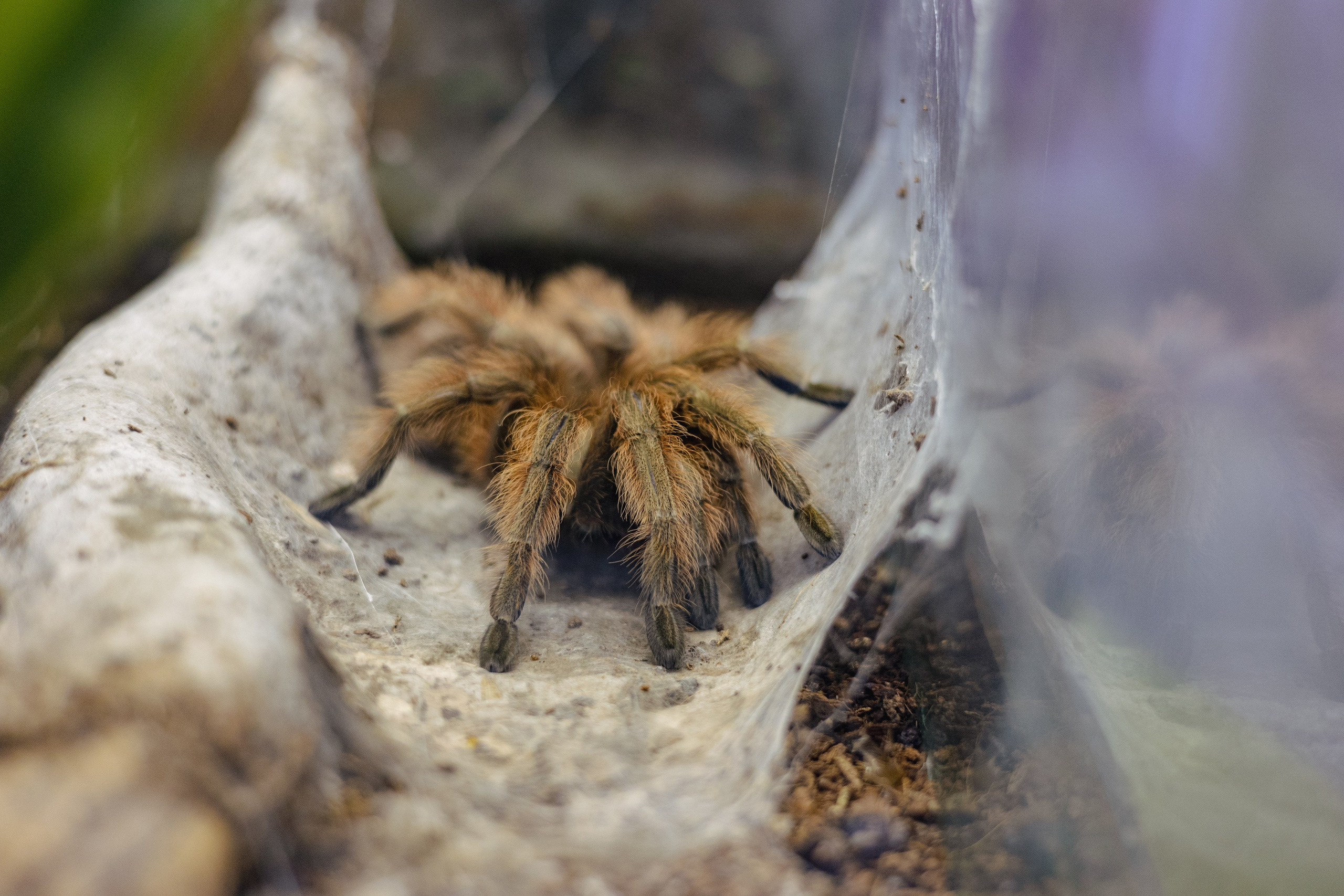 Московский зоопарк. Photographer Sonkina Tatiana (Tanya Ash)