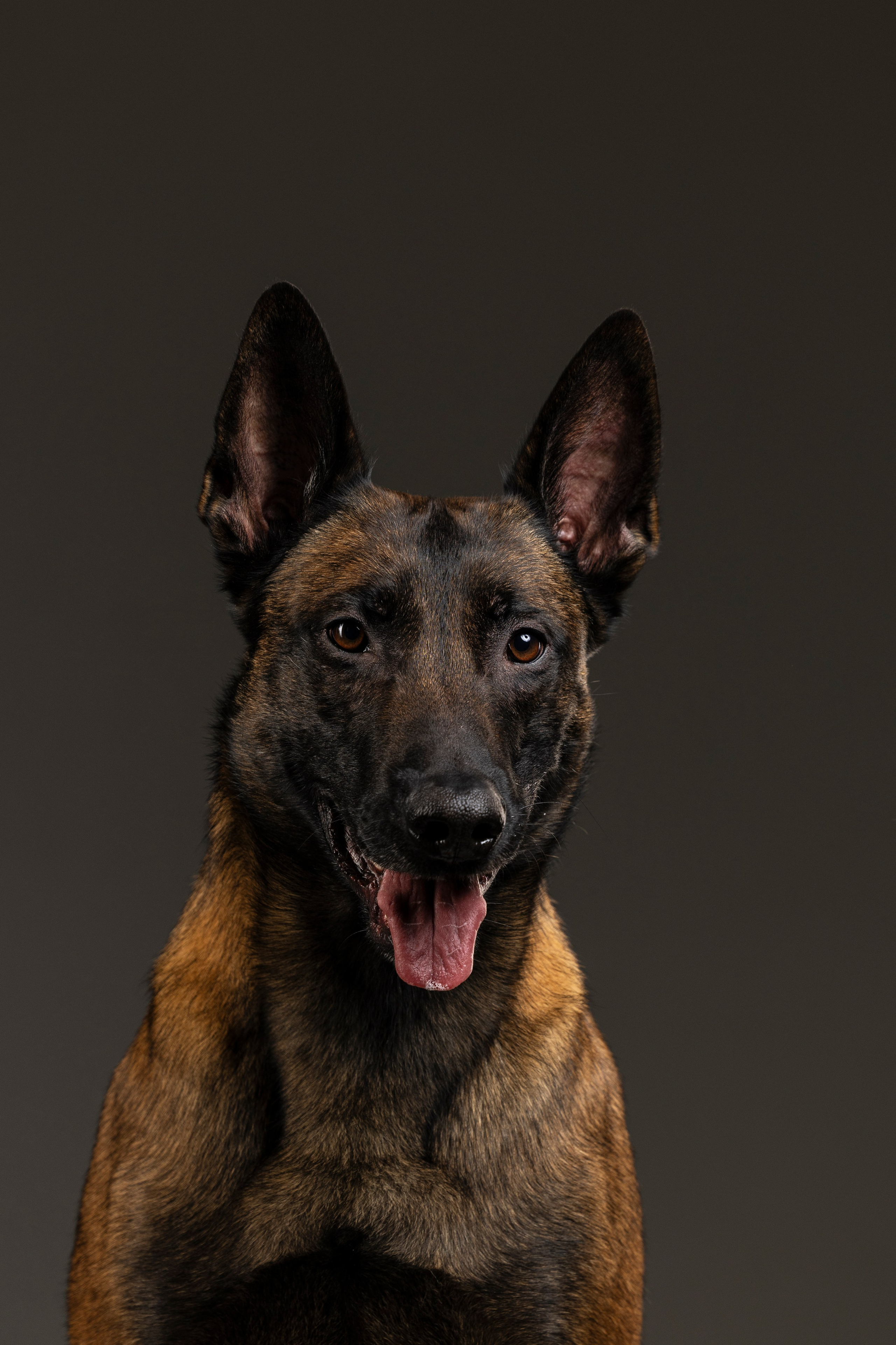 Студия. Фотограф-анималист Анна Маринич