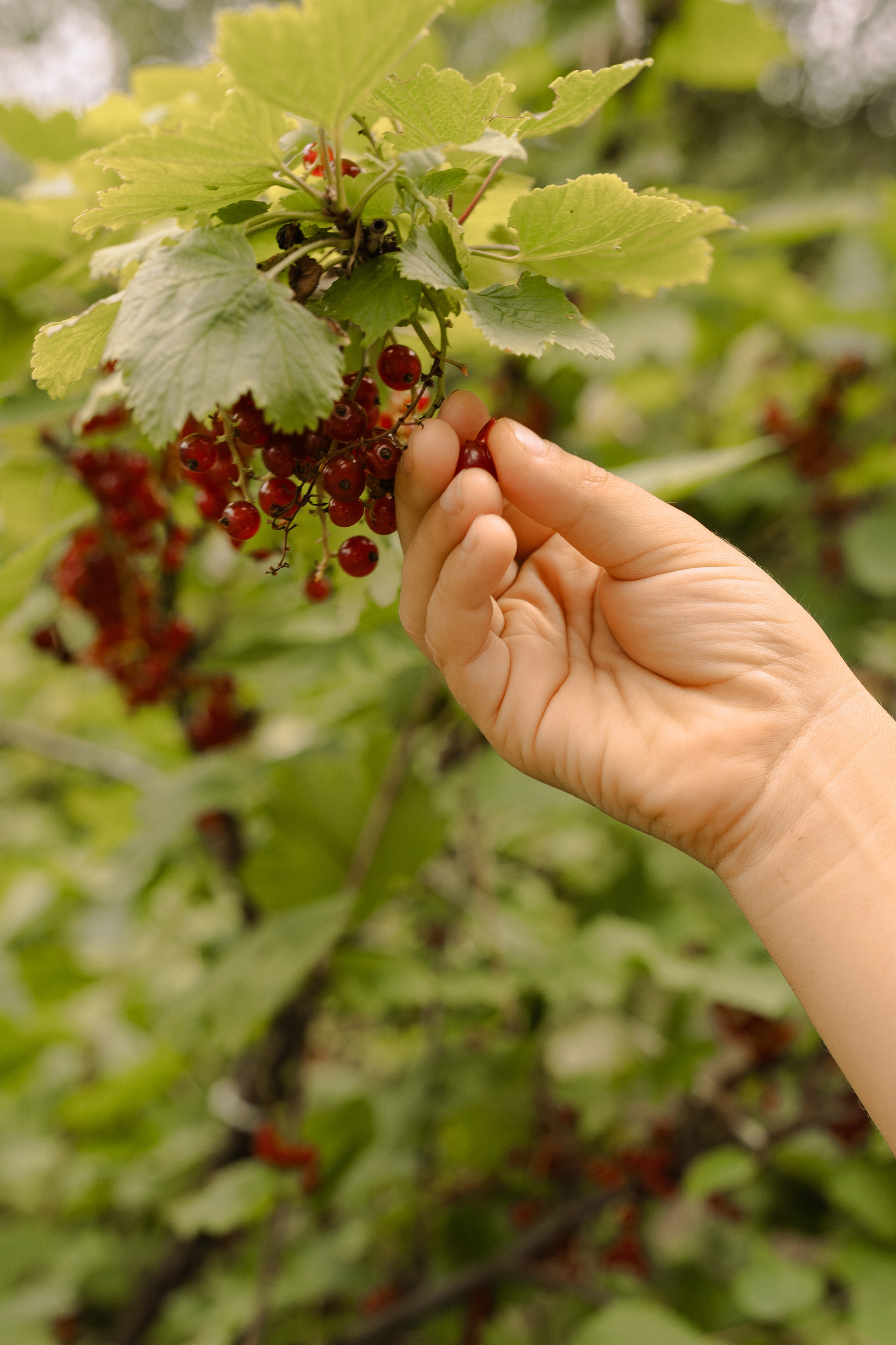 Когда семья вместе. Семейный фотограф Москва детский фотограф Одинцово фотосессия беременности Рогачева Екатерина