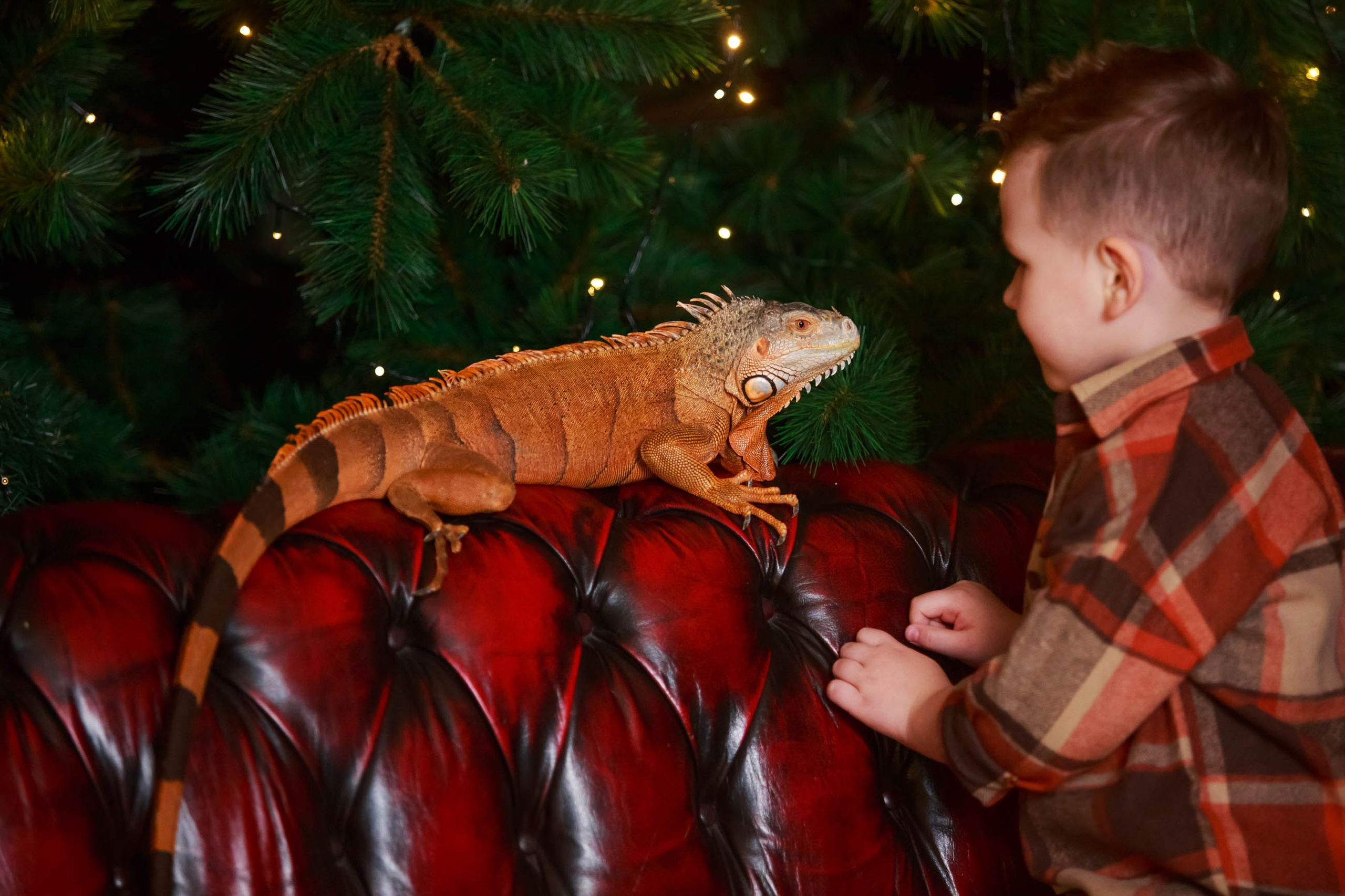 Фотосессия с игуаной символ года Дракона. Семейный и детский фотограф в Москве Мария Быкова