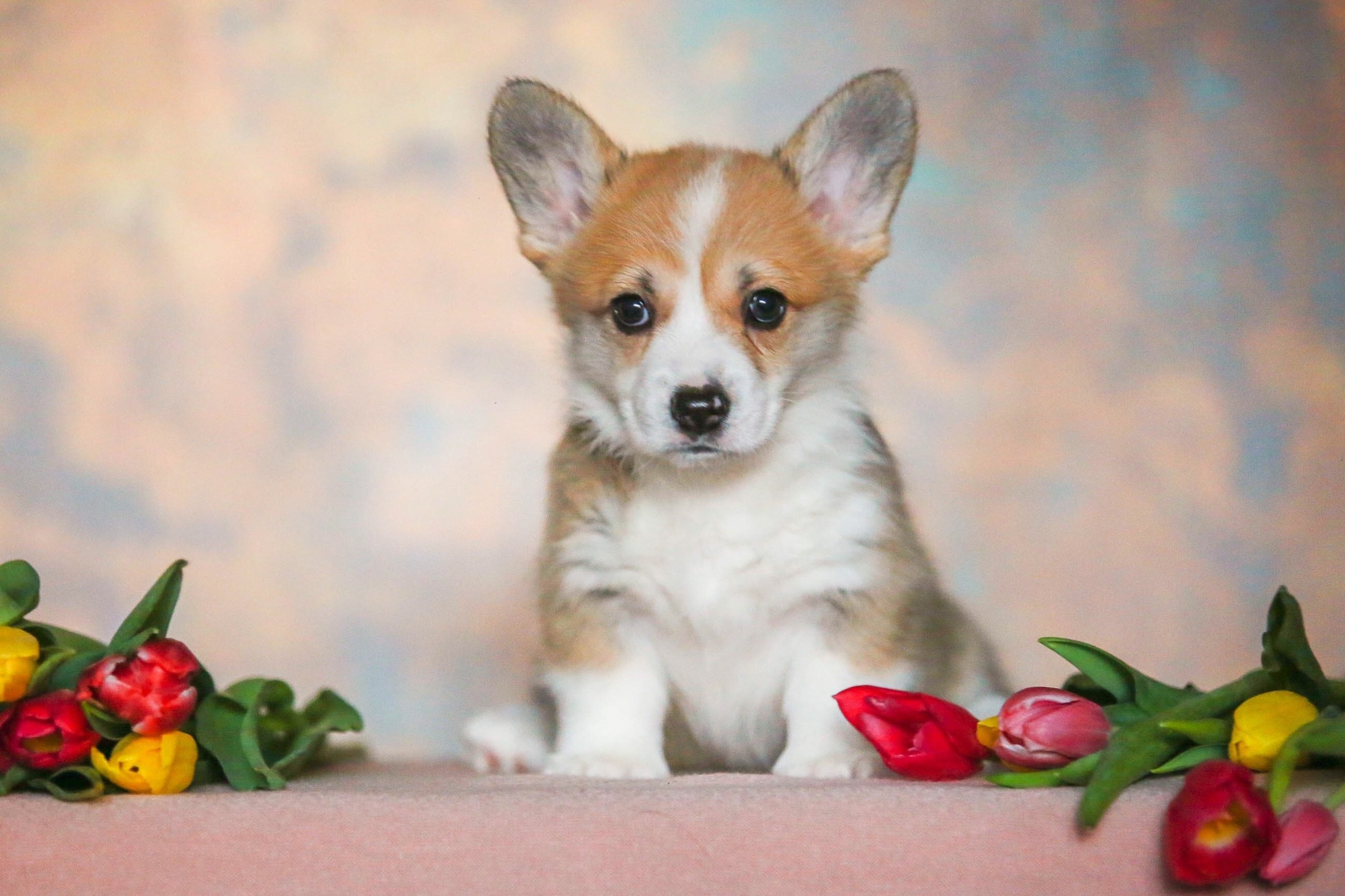 Щенки. Семейный и детский фотограф в Москве Мария Быкова