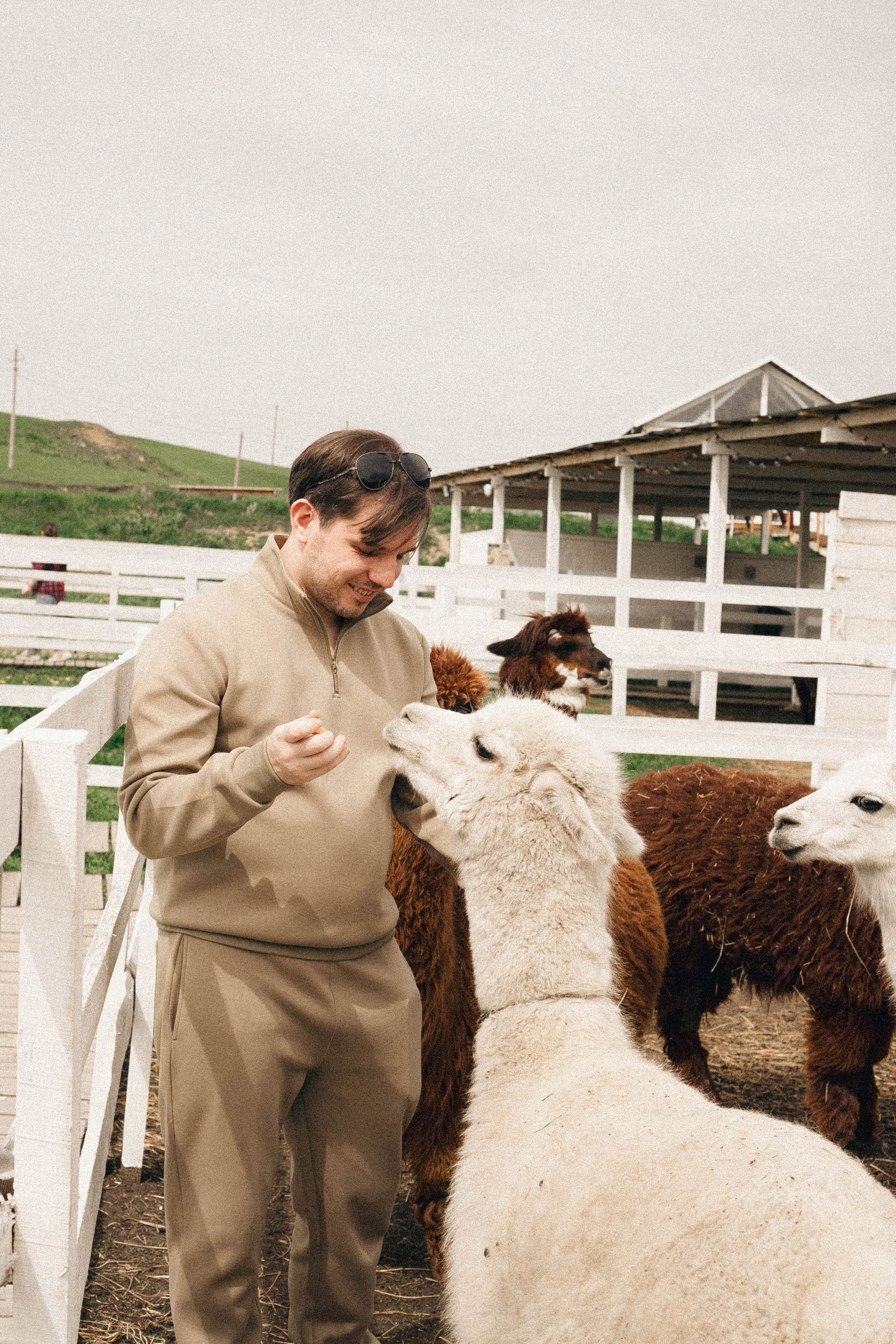 Ферма Альпак. Профессиональный фотограф, Санкт-Петербург — Виктория Богомолова