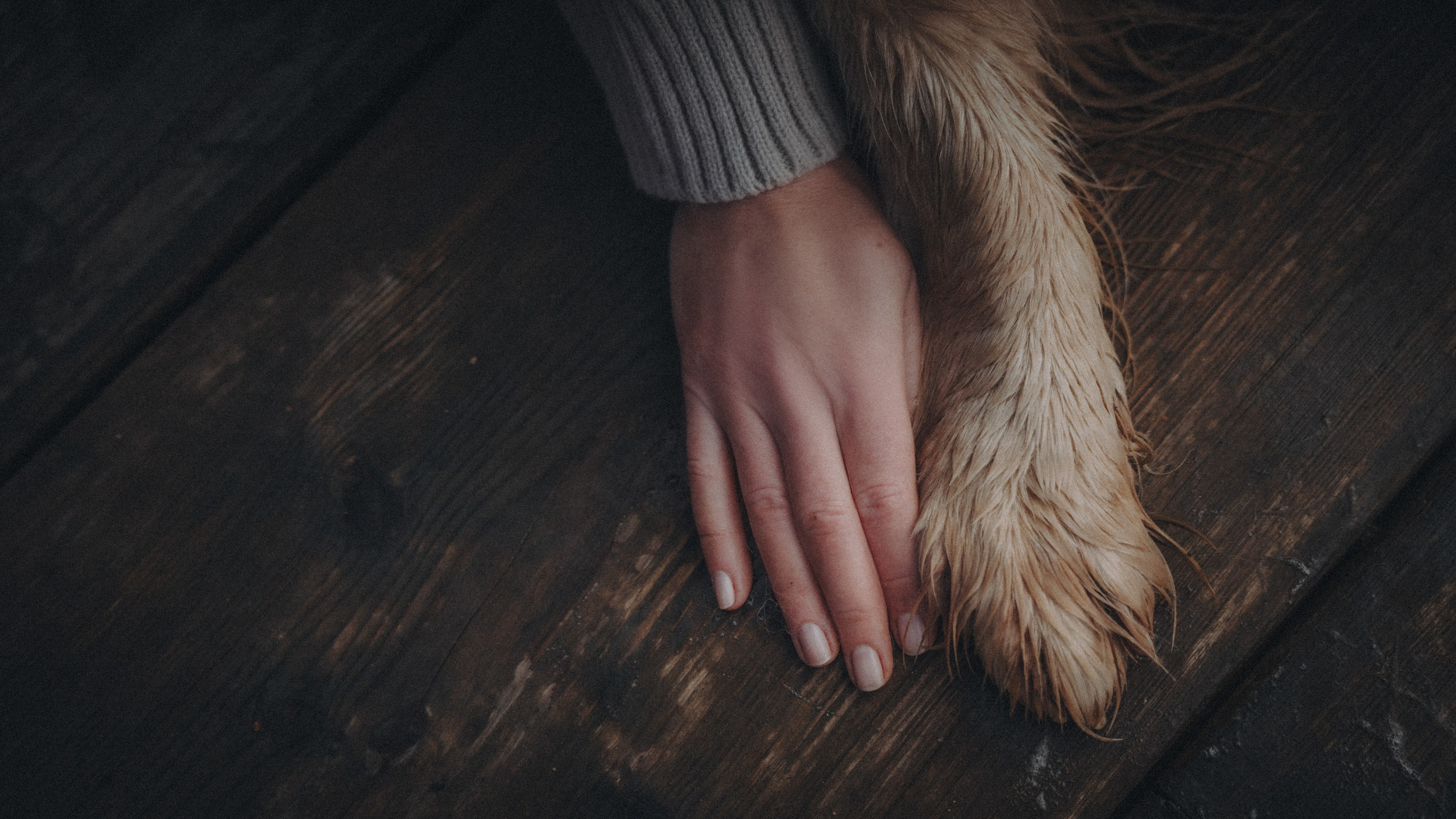 Анастасия и Айза. Фотограф анималист в Москве и Санкт-Петербурге Свиридова Анна