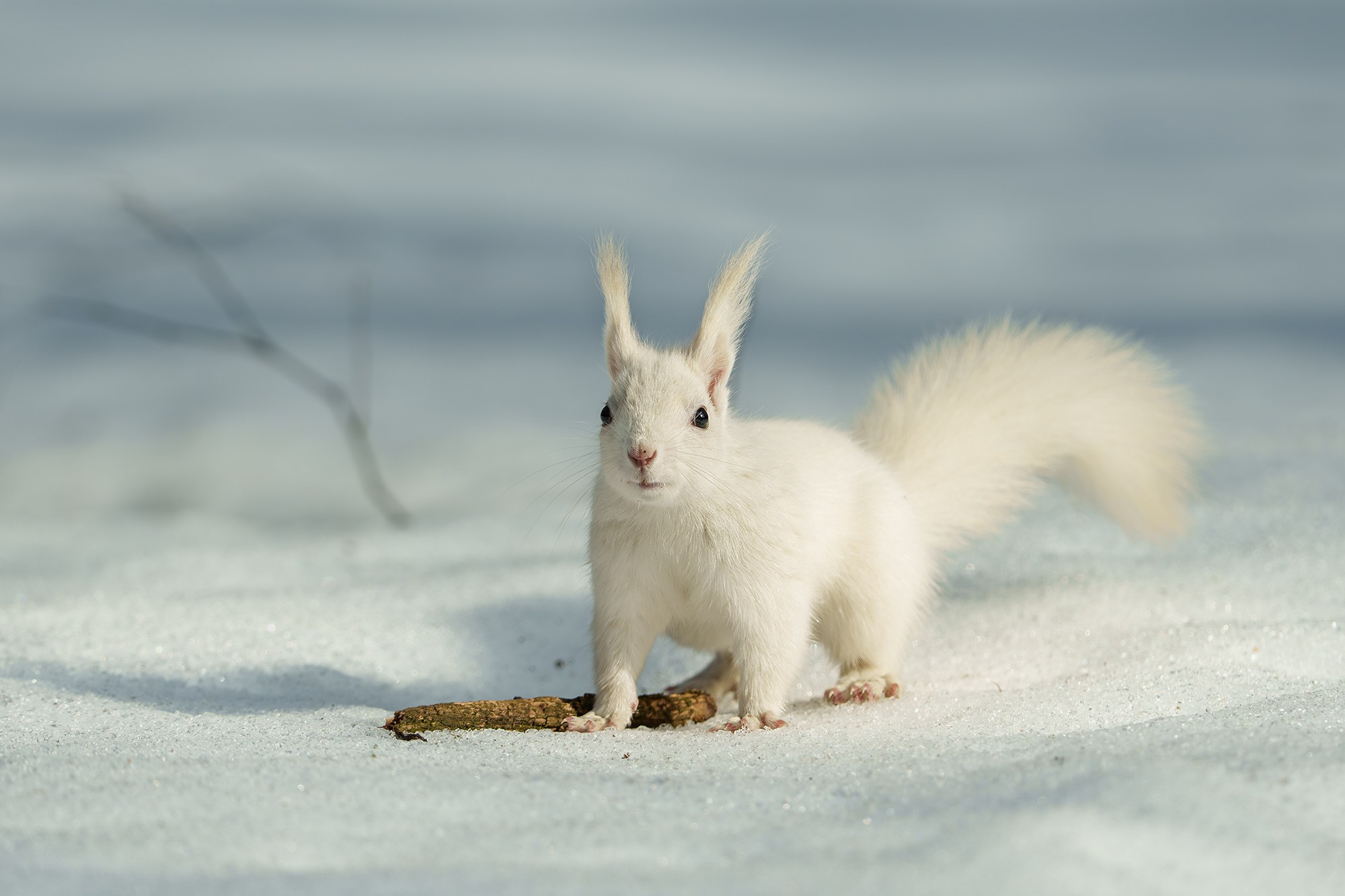 Животные. Ваш личный фотограф Марина Волкова