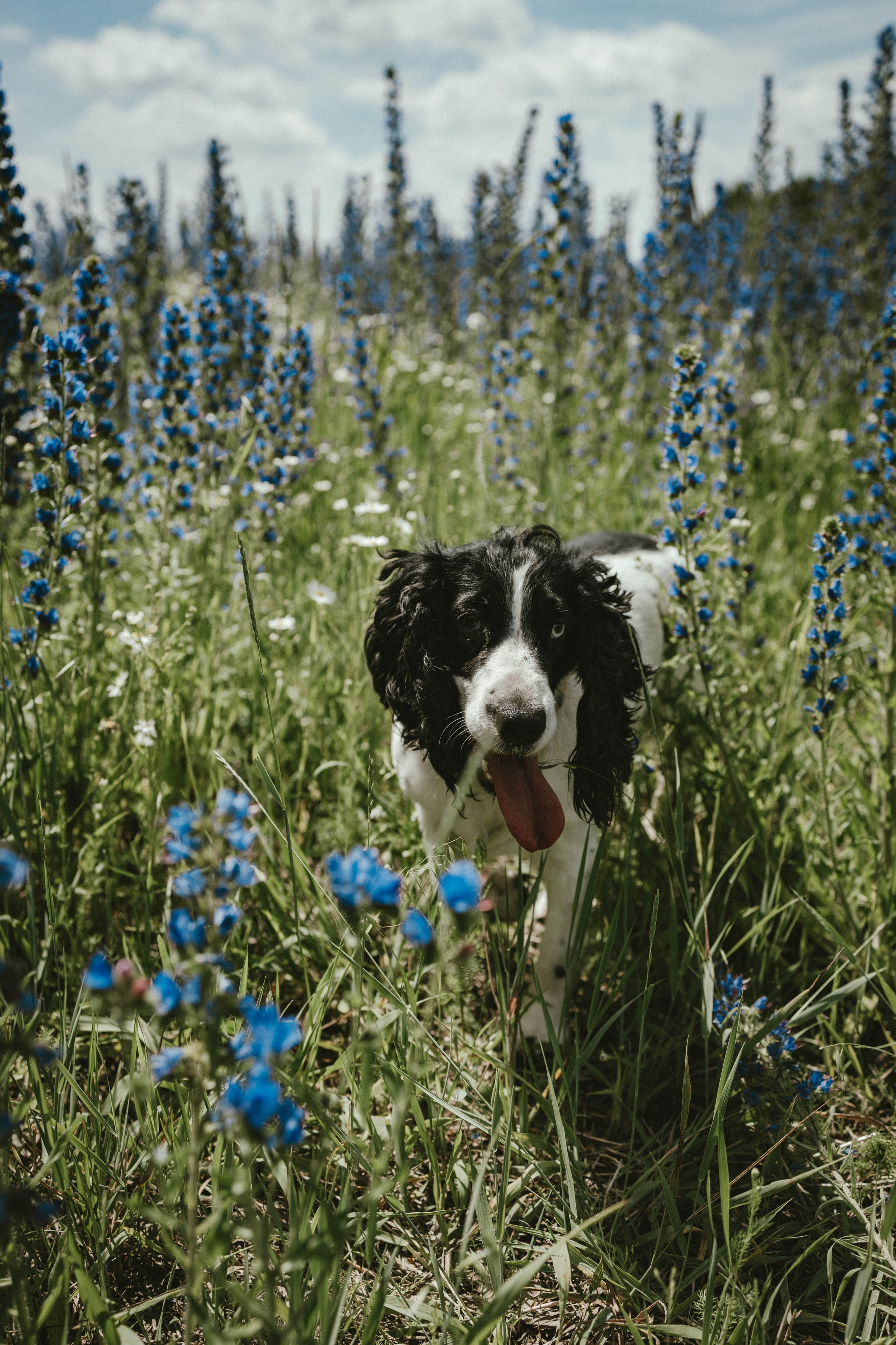 В ожидании чуда Алёна & Сергей, дети и собака. Коммерческий фотограф