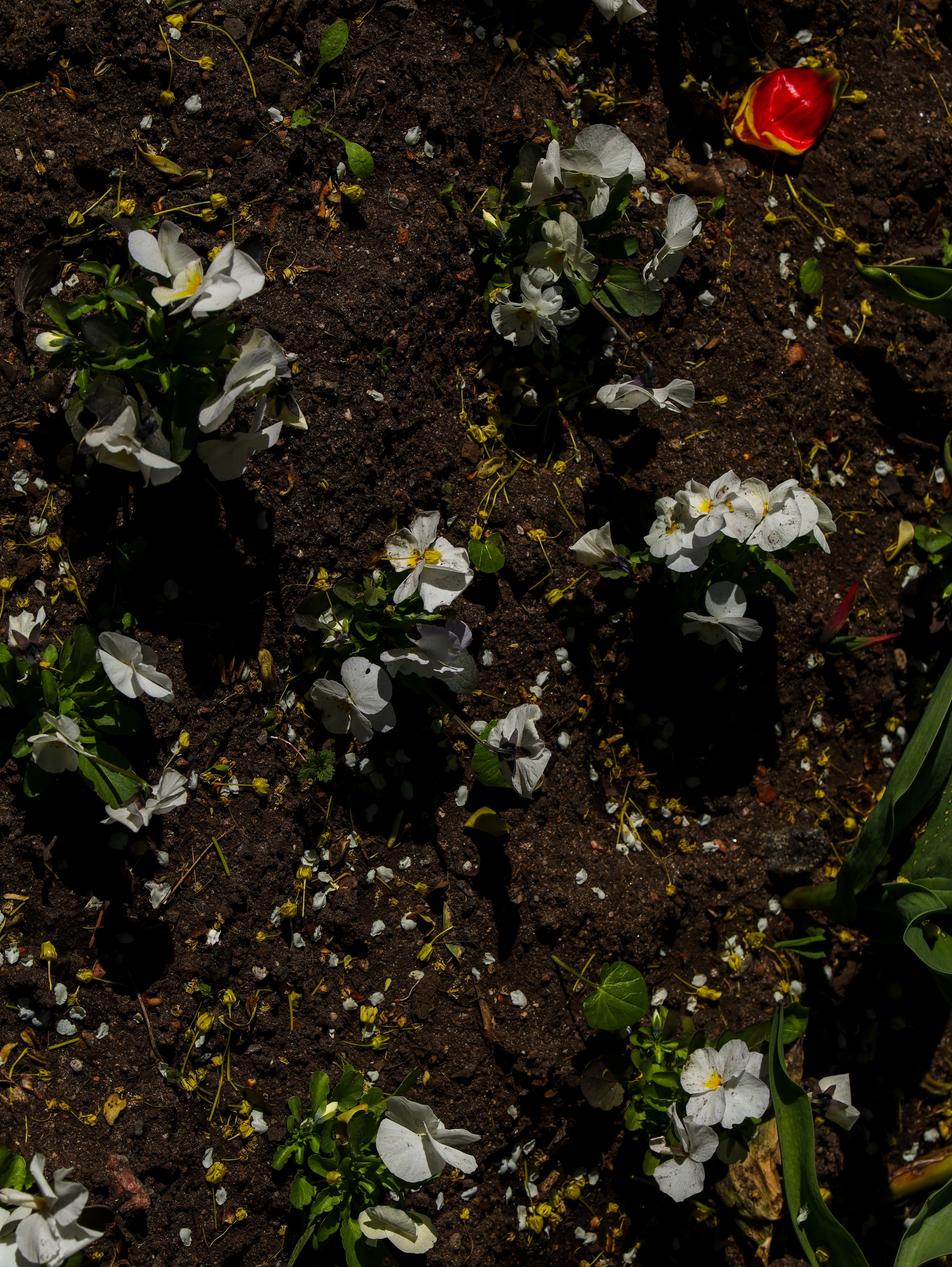 Природа &. Фотохудожник в СПб