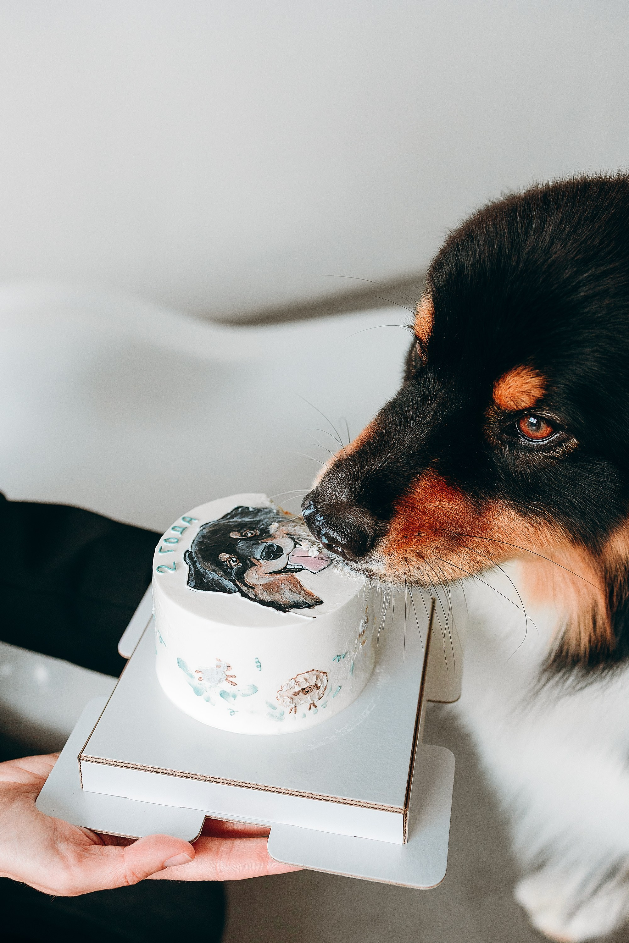 День рождения Рея. Фотограф. Фотограф-анималист. Москва