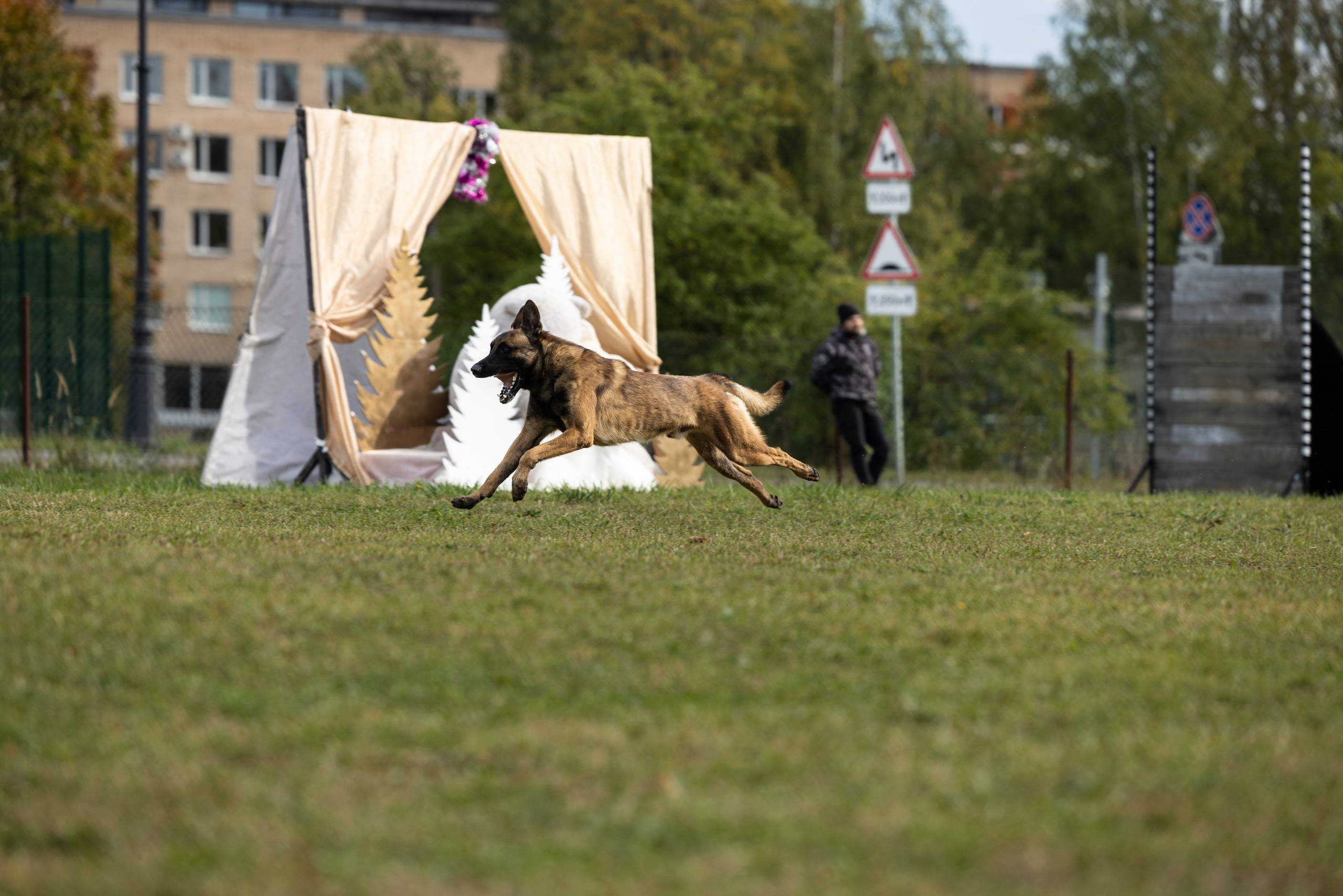 Испытания по Мондьорингу г. Пушкин. Фотограф-анималист Анна Маринич