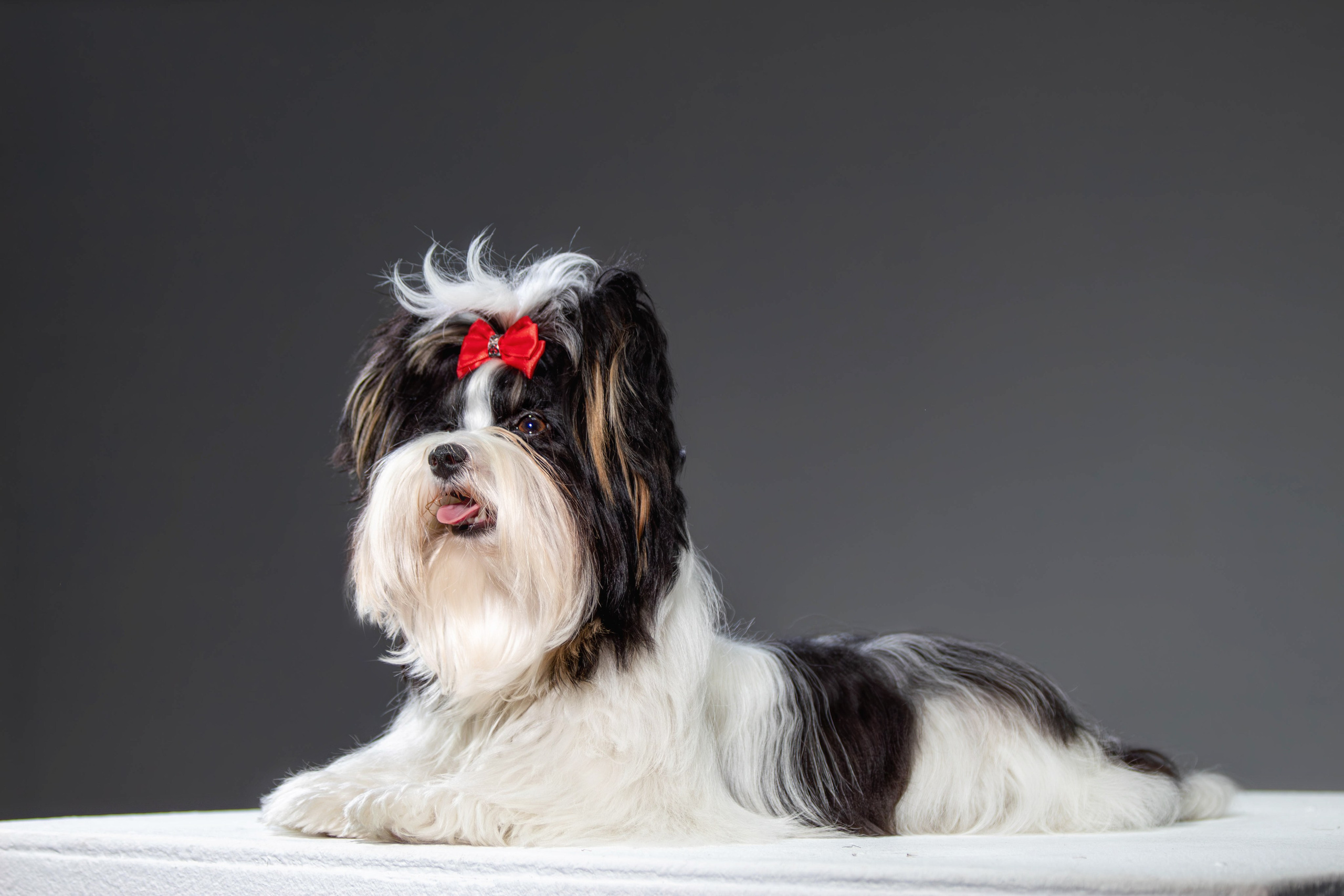 Фотосессия с животными. Фотограф анималист — Тула, Москва