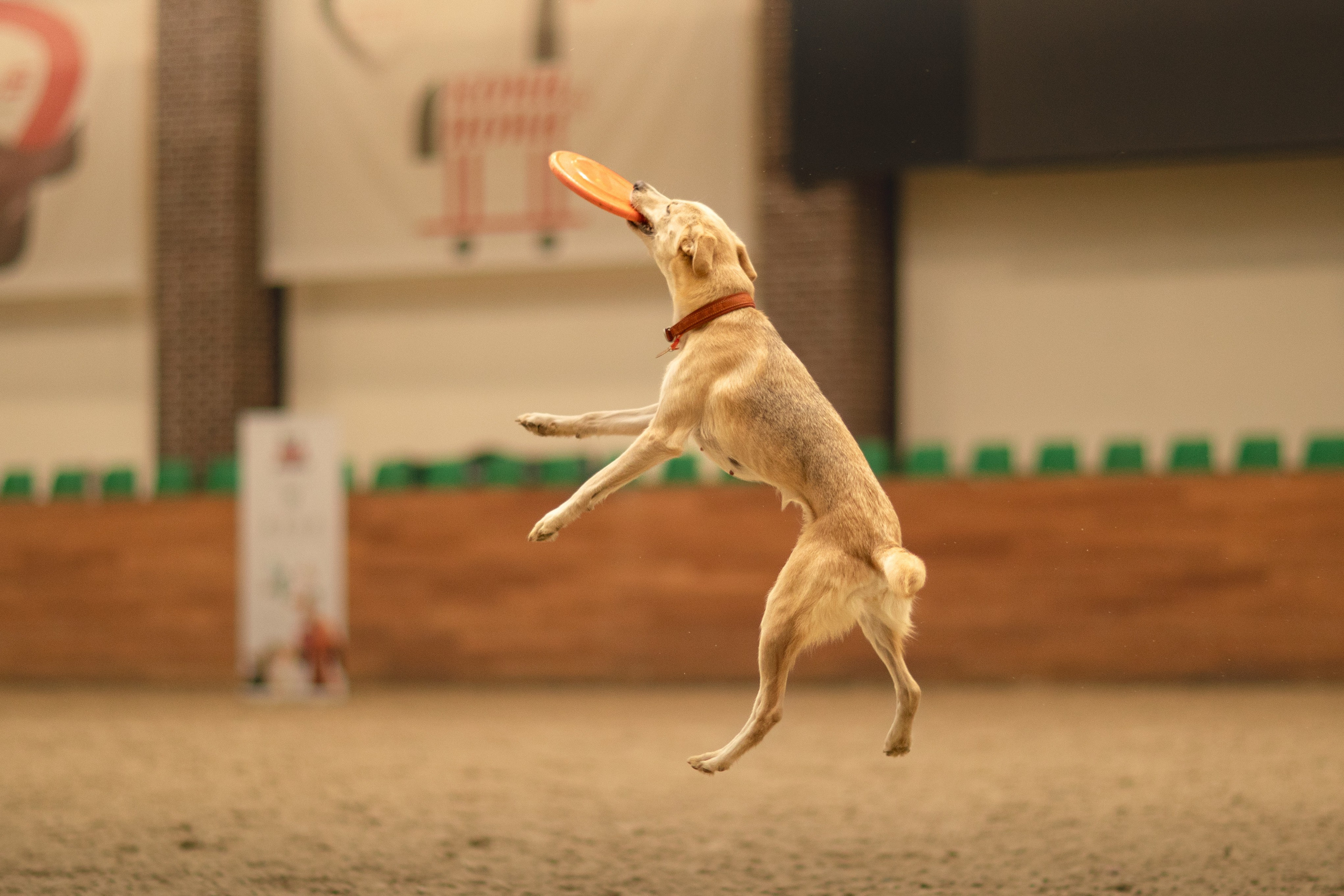 Собака в спорте. Фотограф-анималист в Москве Дорн Мелани
