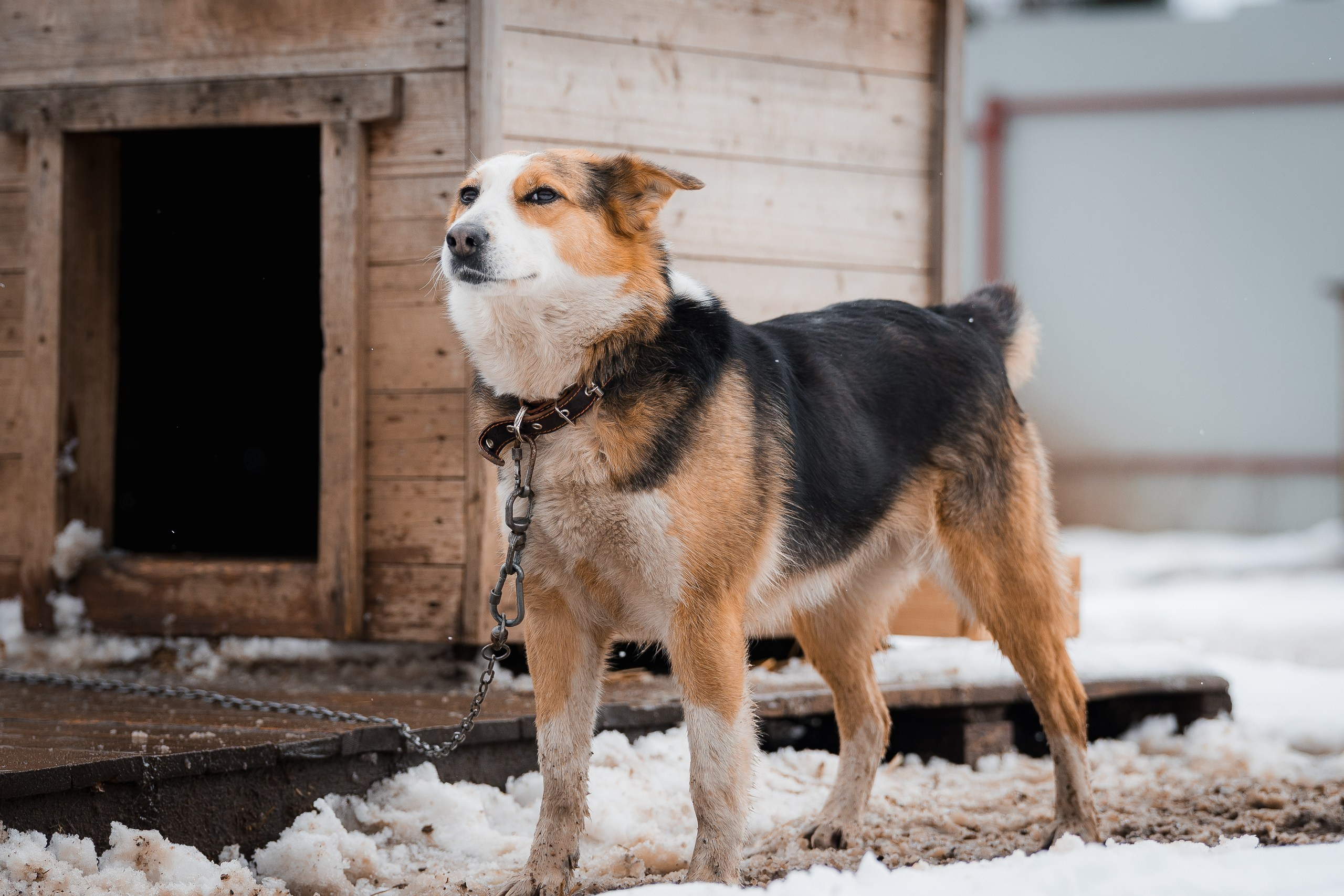 Лора. Улыбка собаки — спасение и пристройство бездомных собак