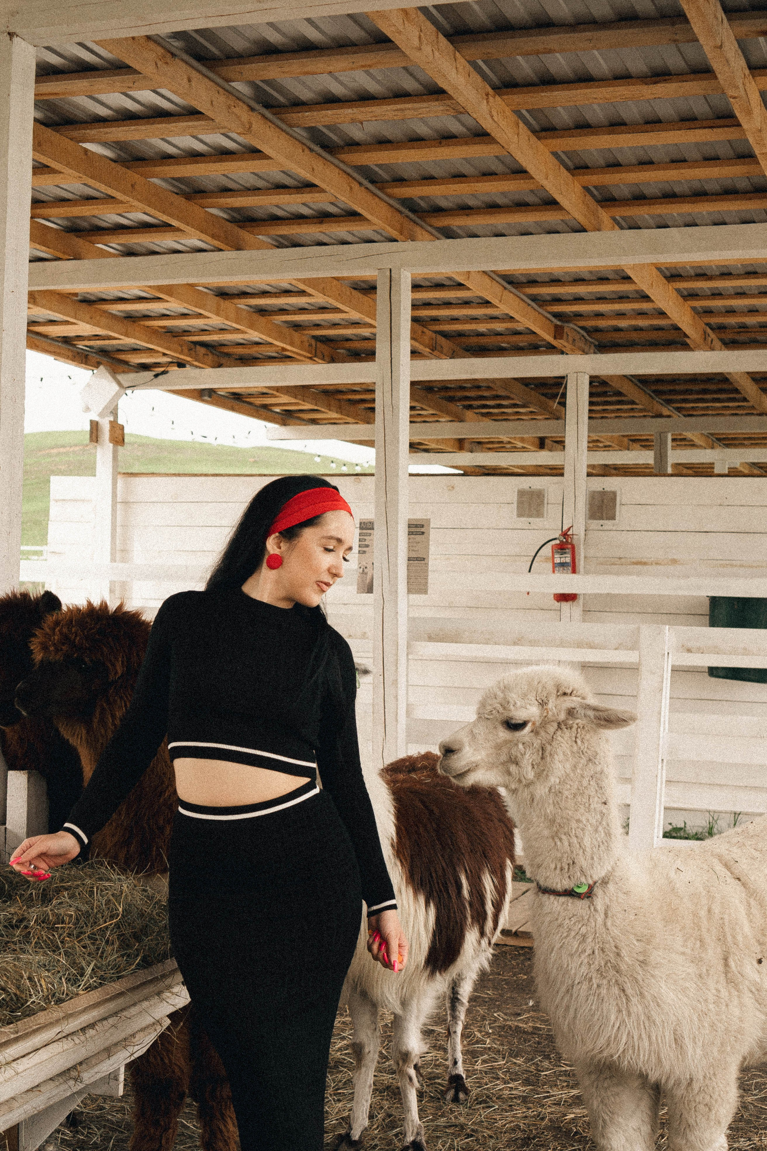Ферма Альпак. Профессиональный фотограф, Санкт-Петербург — Виктория Богомолова