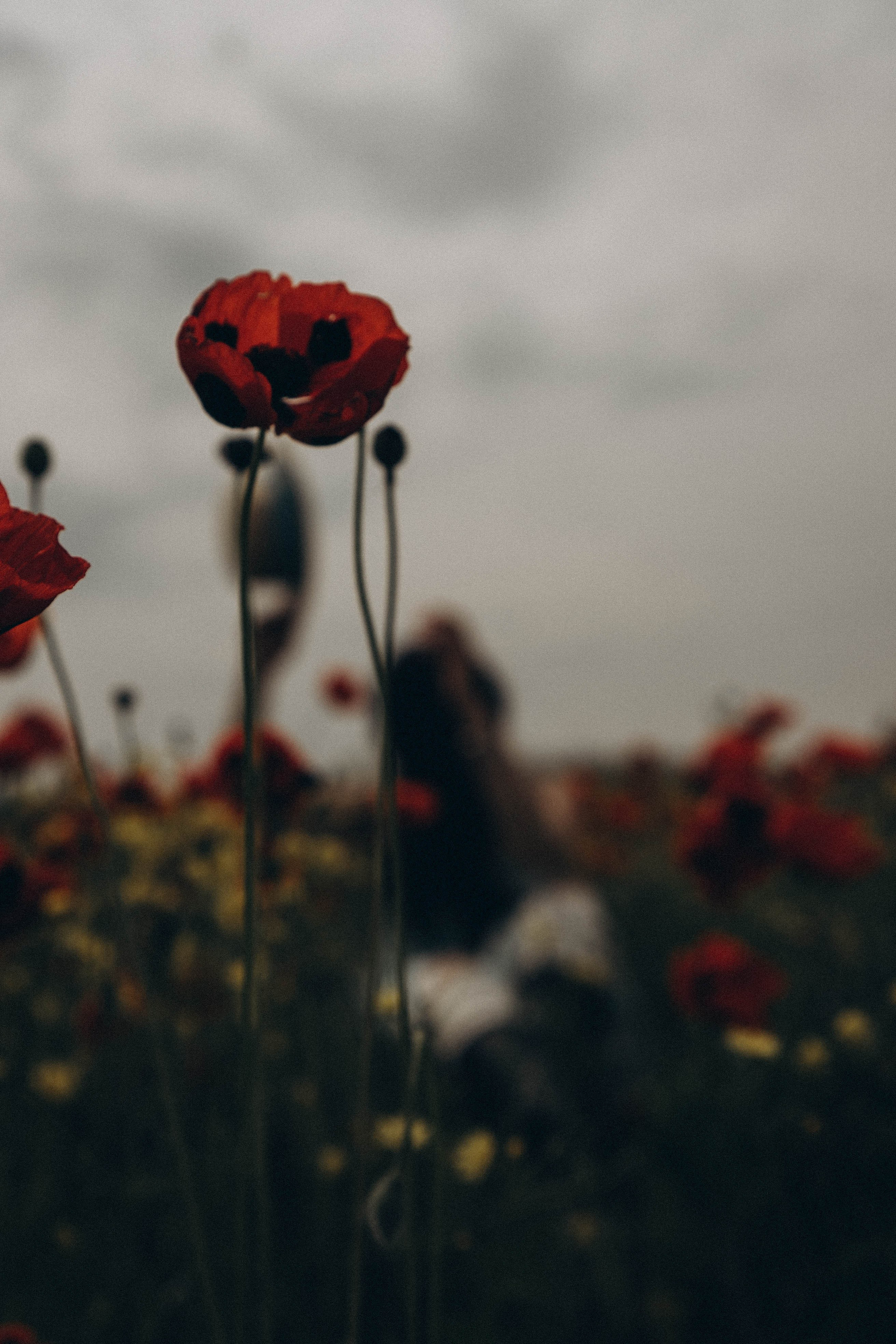 Цветочная поляна. Профессиональный фотограф, Санкт-Петербург — Виктория Богомолова