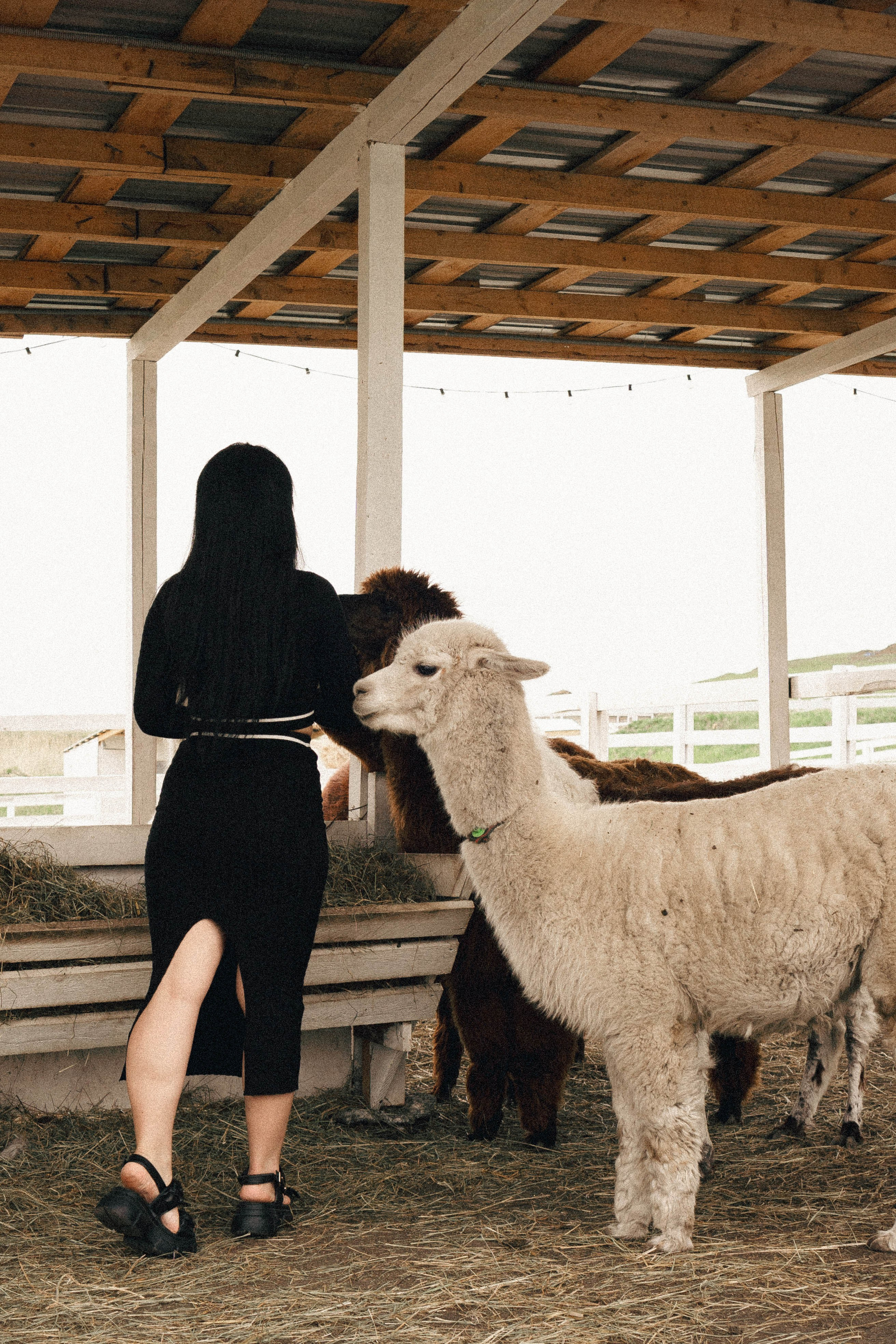Ферма Альпак. Профессиональный фотограф, Санкт-Петербург — Виктория Богомолова