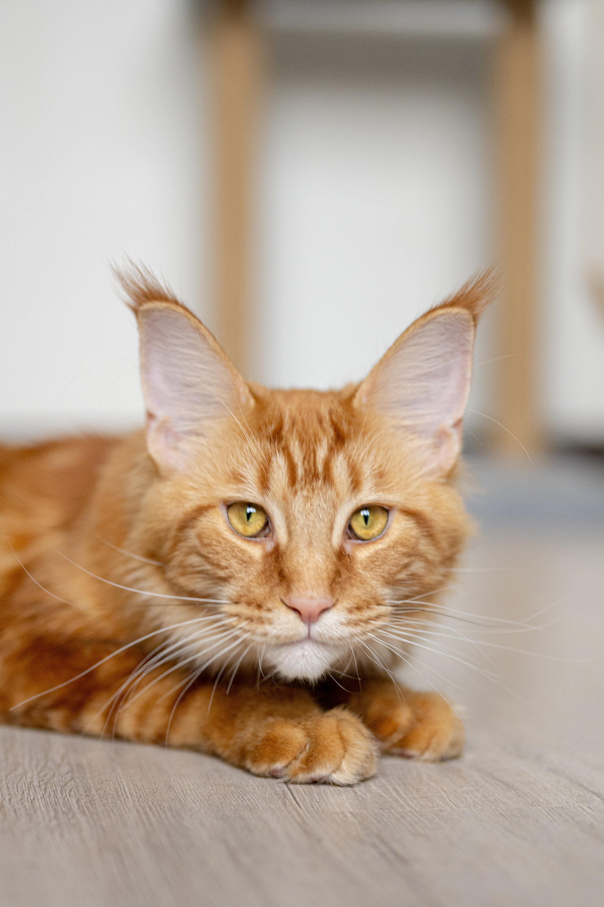 Портреты питомцев. Фотограф в Санкт-Петербурге Александра Ладыгина