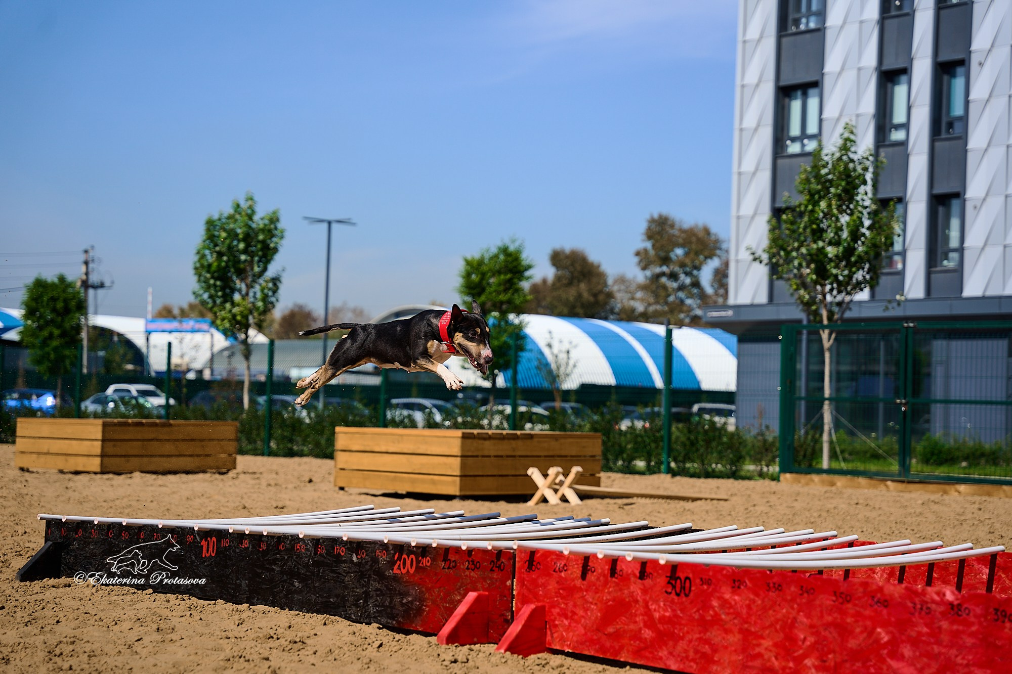 Питстафф многоборье. Фотограф-анималист в Иркутске