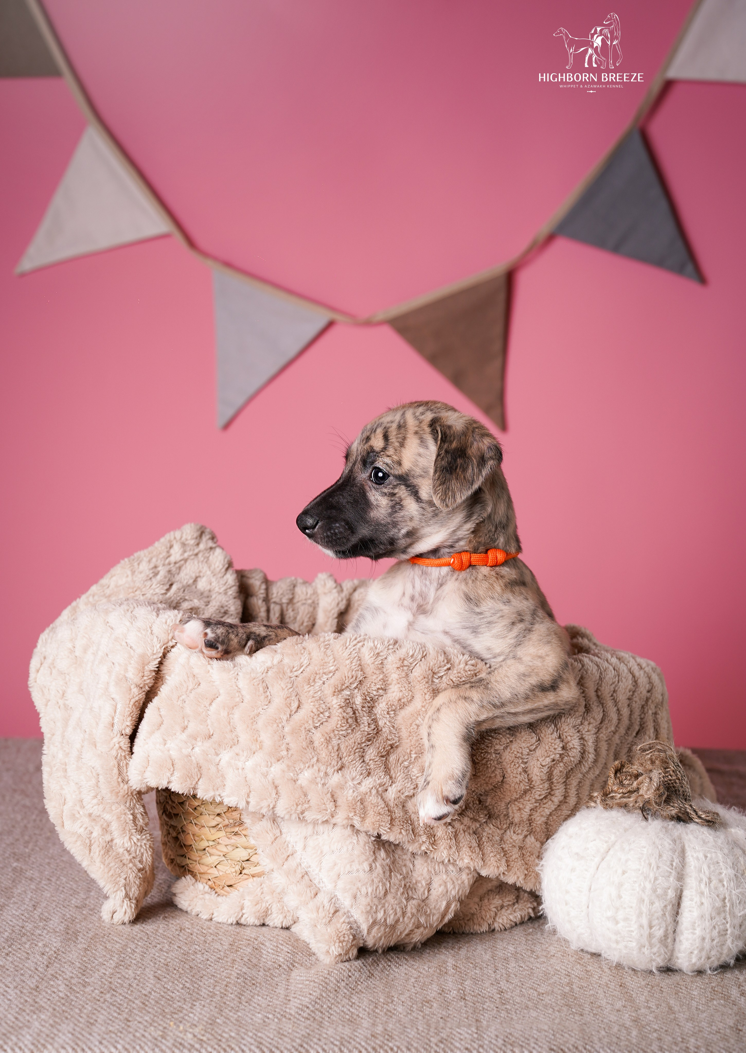 Щенки уиппета. Фотограф-анималист в Санкт-Петербурге Яна Мартынова
