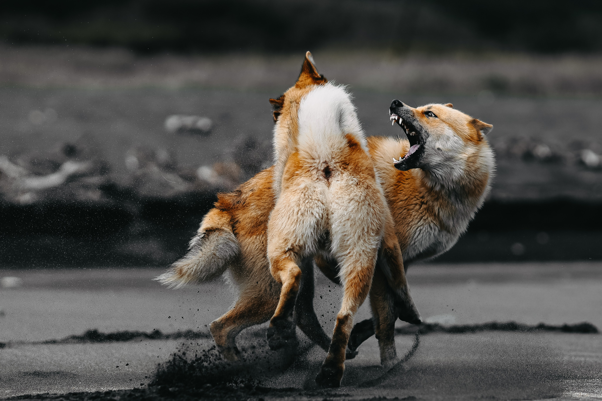 Выставка Курилы. Николай Филиппов Event & Concert Photographer Москвf