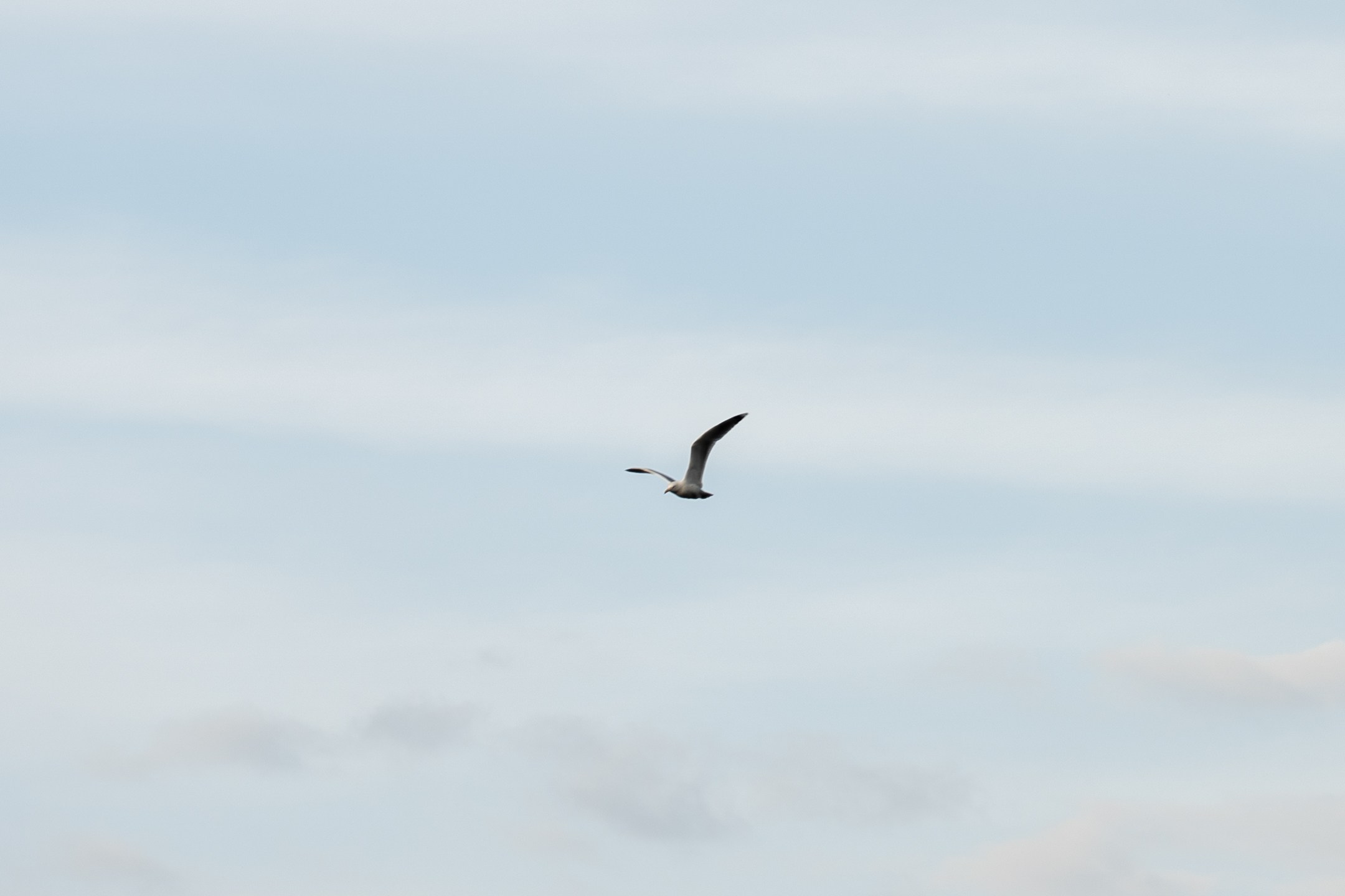 Новый фотик. Design by — фото, обучение, портфолио. Фотограф Рязань