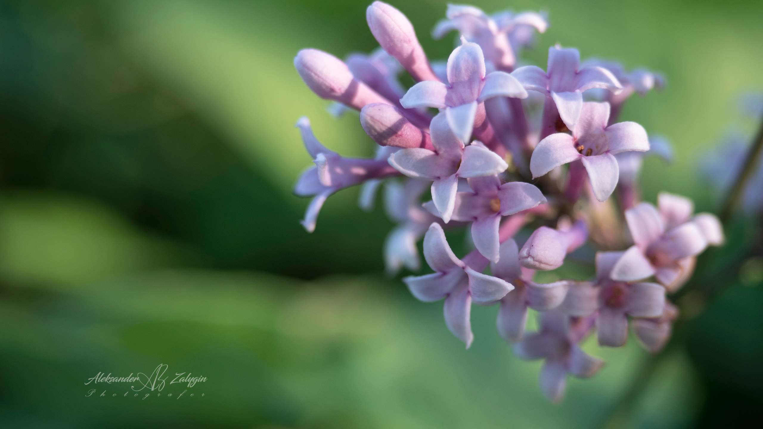 Отзывы. Семейные фотографы в Екатеринбурге Анна и Александр A&A Best Foto