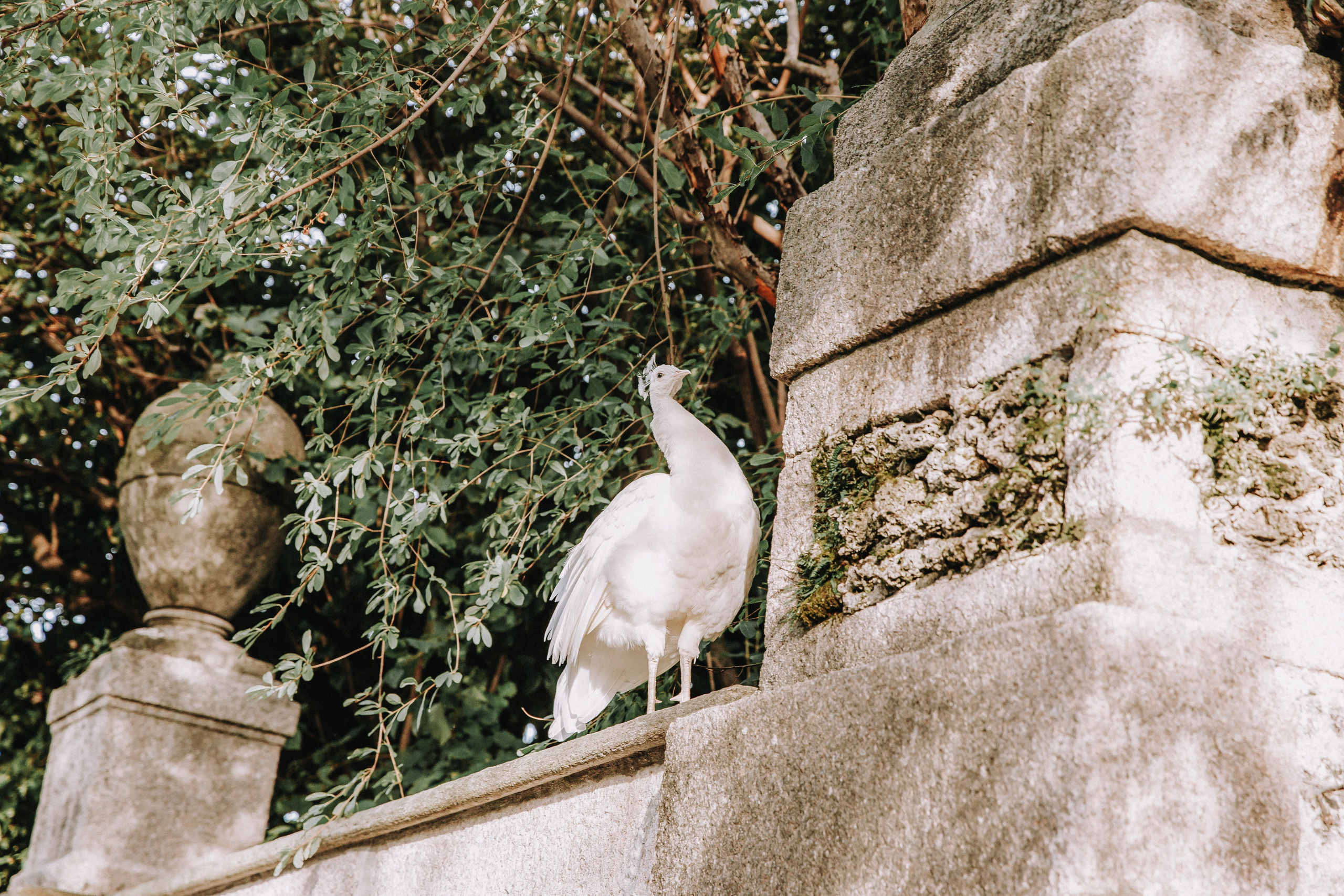 Свадьба в Италии (озеро Маджоре). Фотограф и видеограф Анна Домашенко
