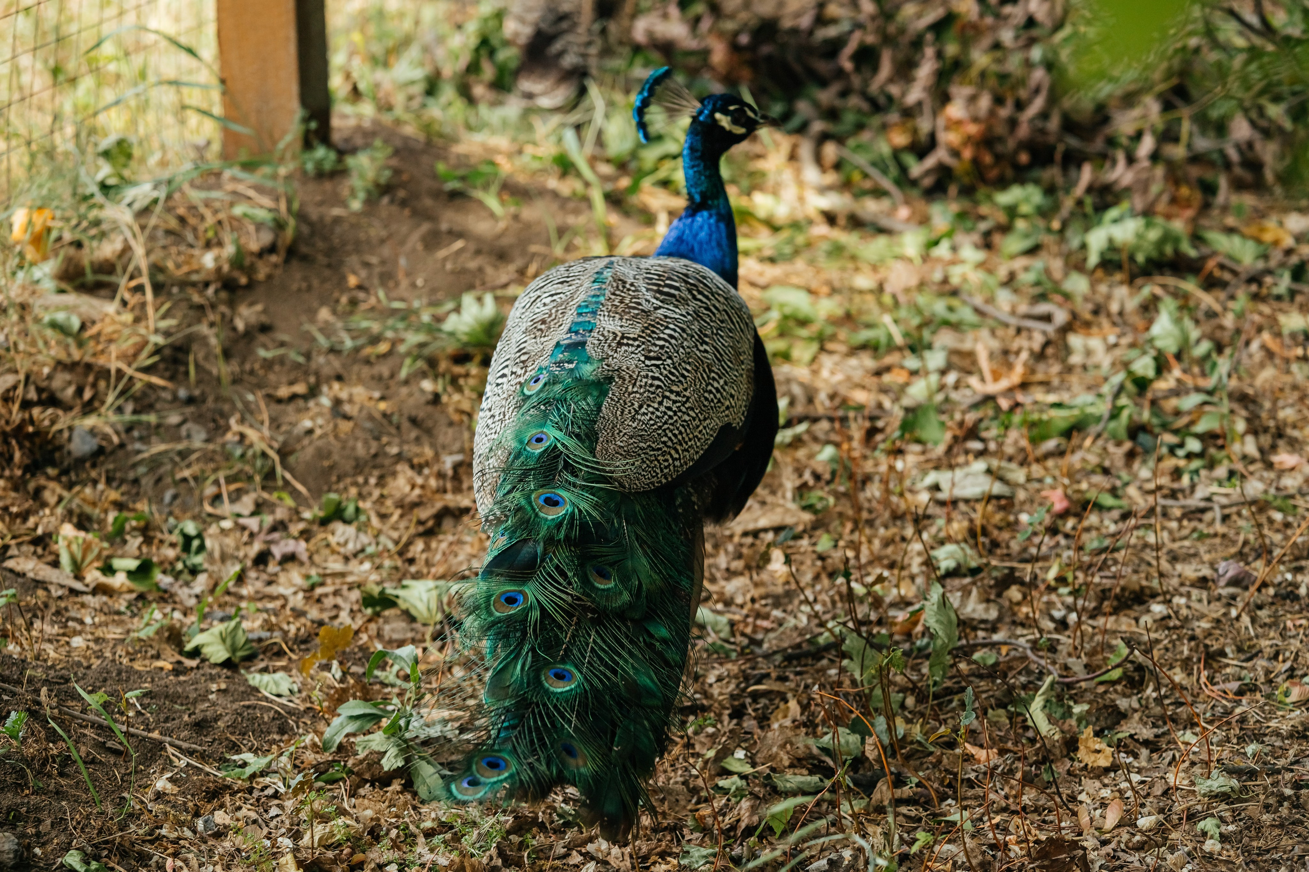 Полине 6 лет. Фотограф Таганрог и Ростов-на-Дону