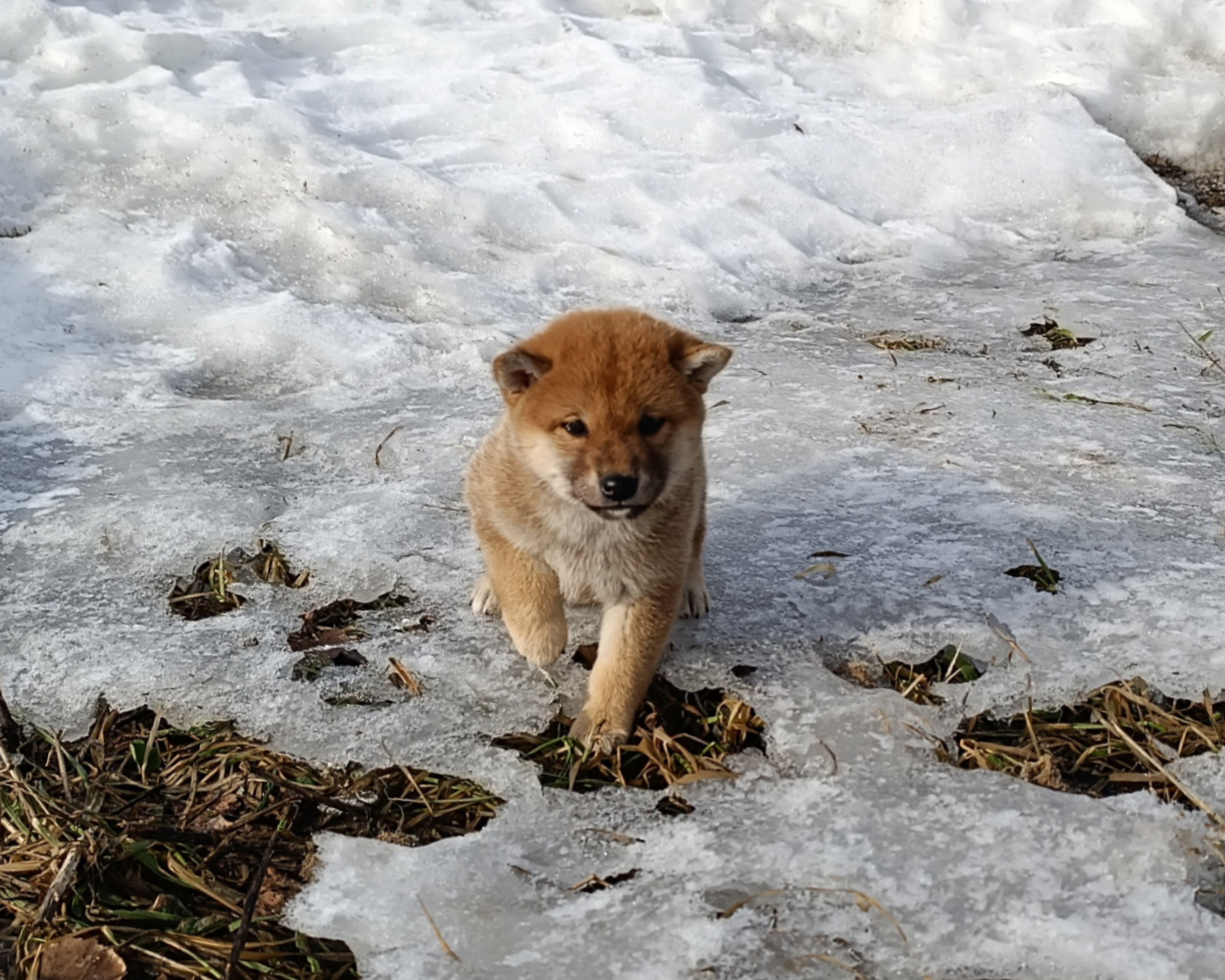 Сиба Rubylight Emma питомник Рубилайт 