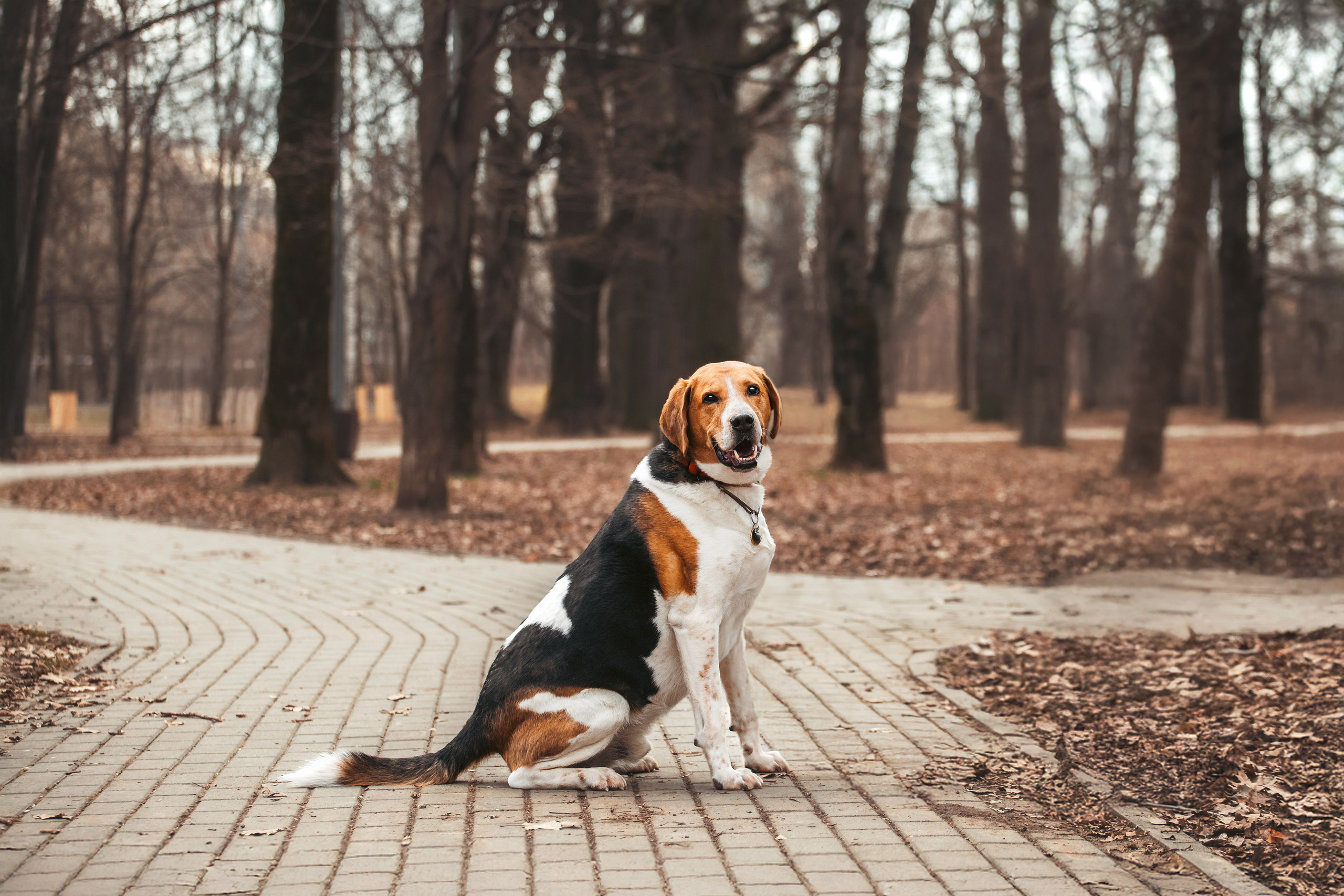 Собаки из приюта Дубовая роща весна 2025. Фотограф-анималист Татьяна Степанова