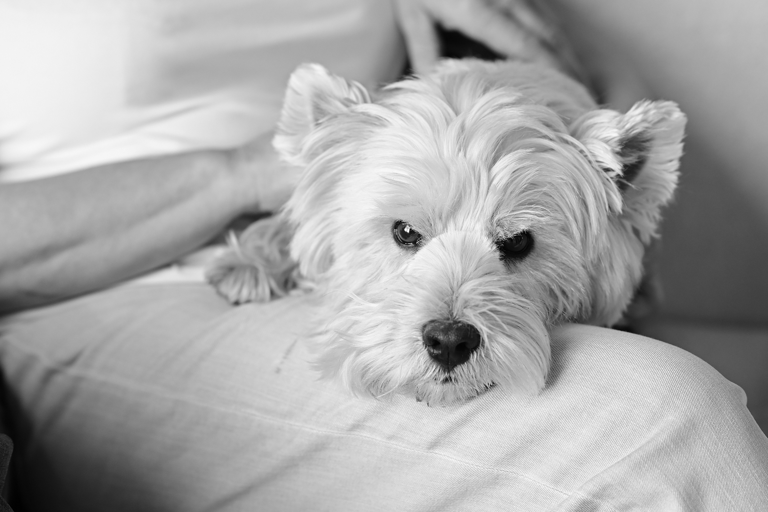 Зимины. Свадебный и семейный фотограф в Самаре Головань Наталья