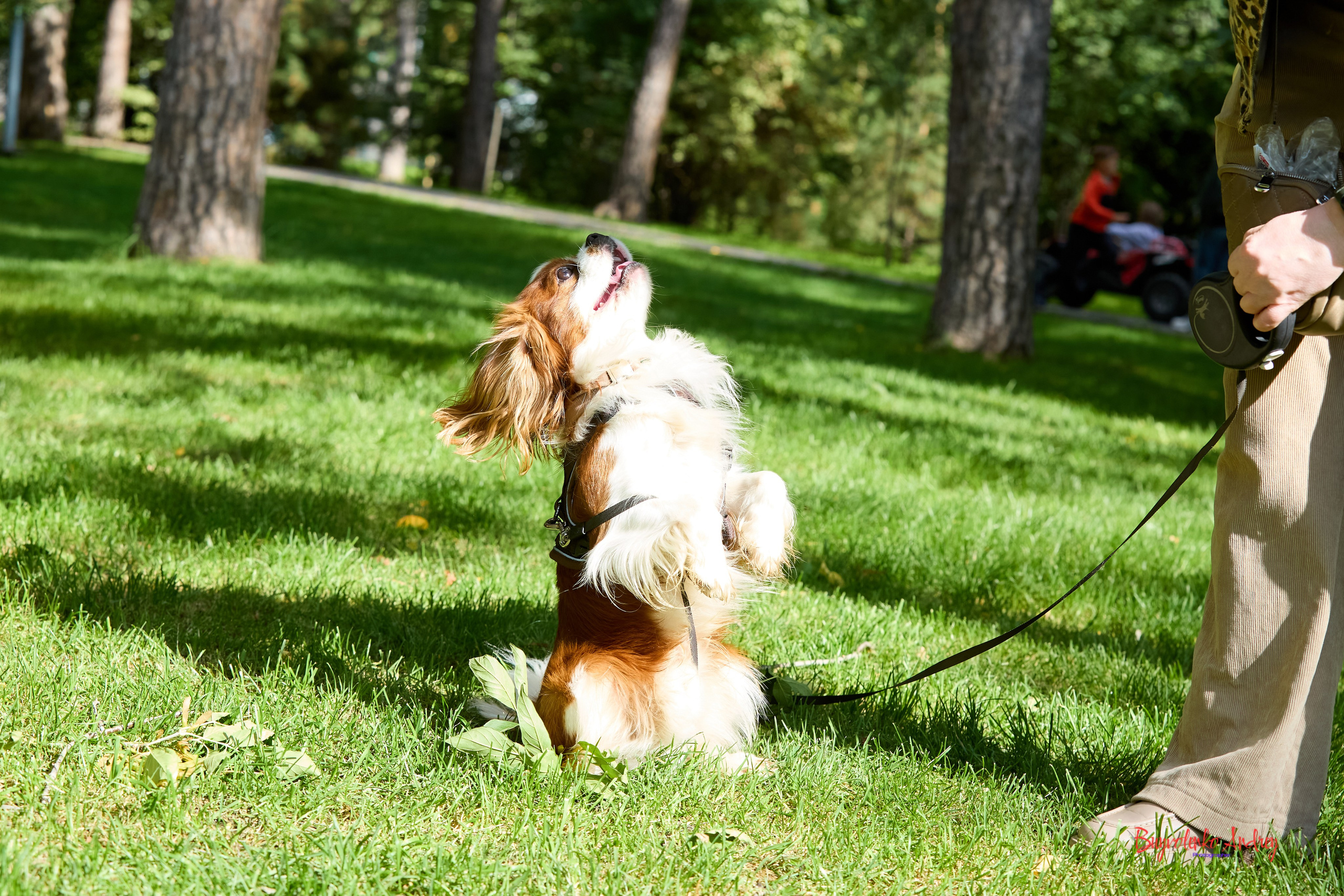 Фотопрогулка с кавалерами. Buyvolenko Andrey