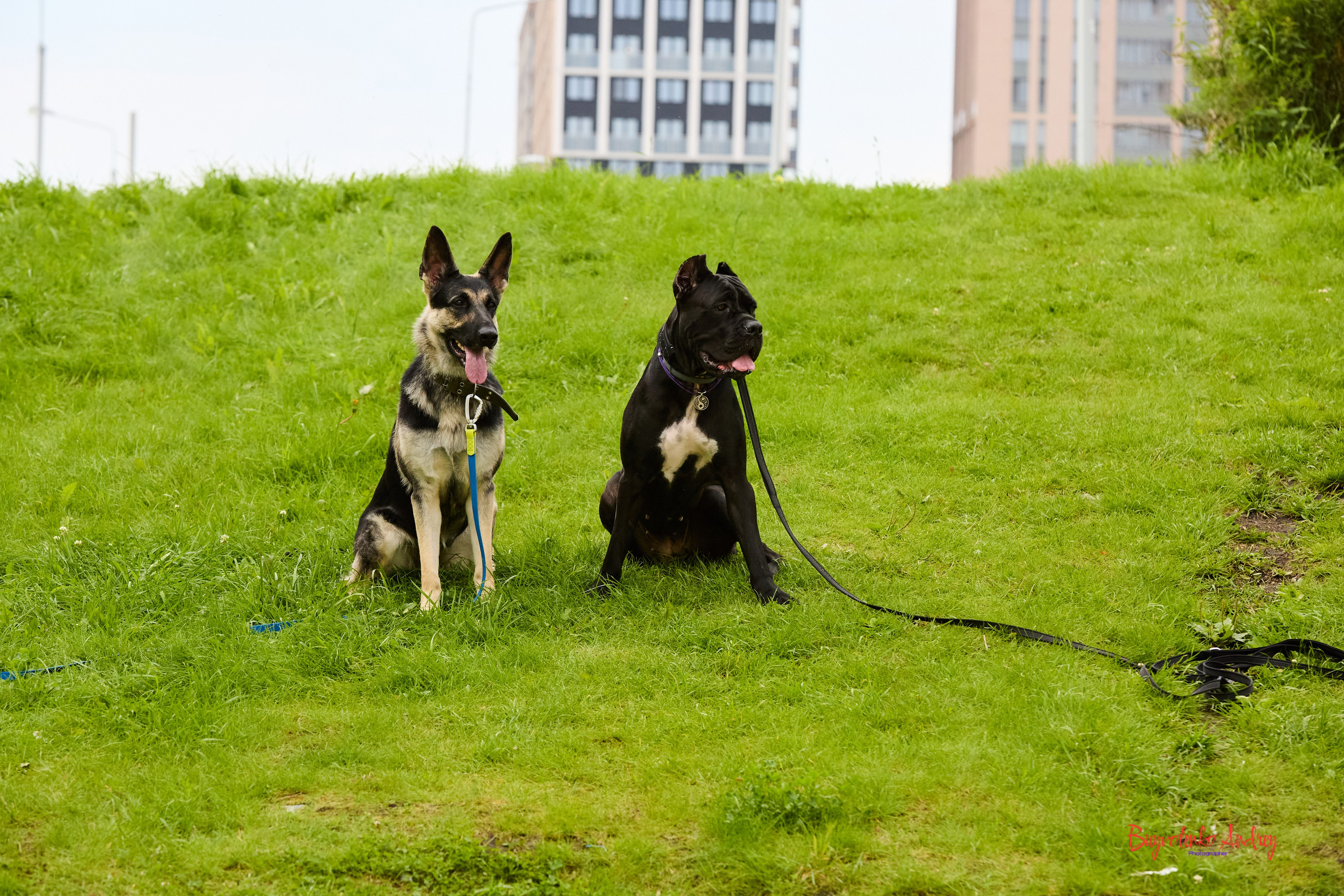 Проект фотопрогулка с хвостиком. Buyvolenko Andrey