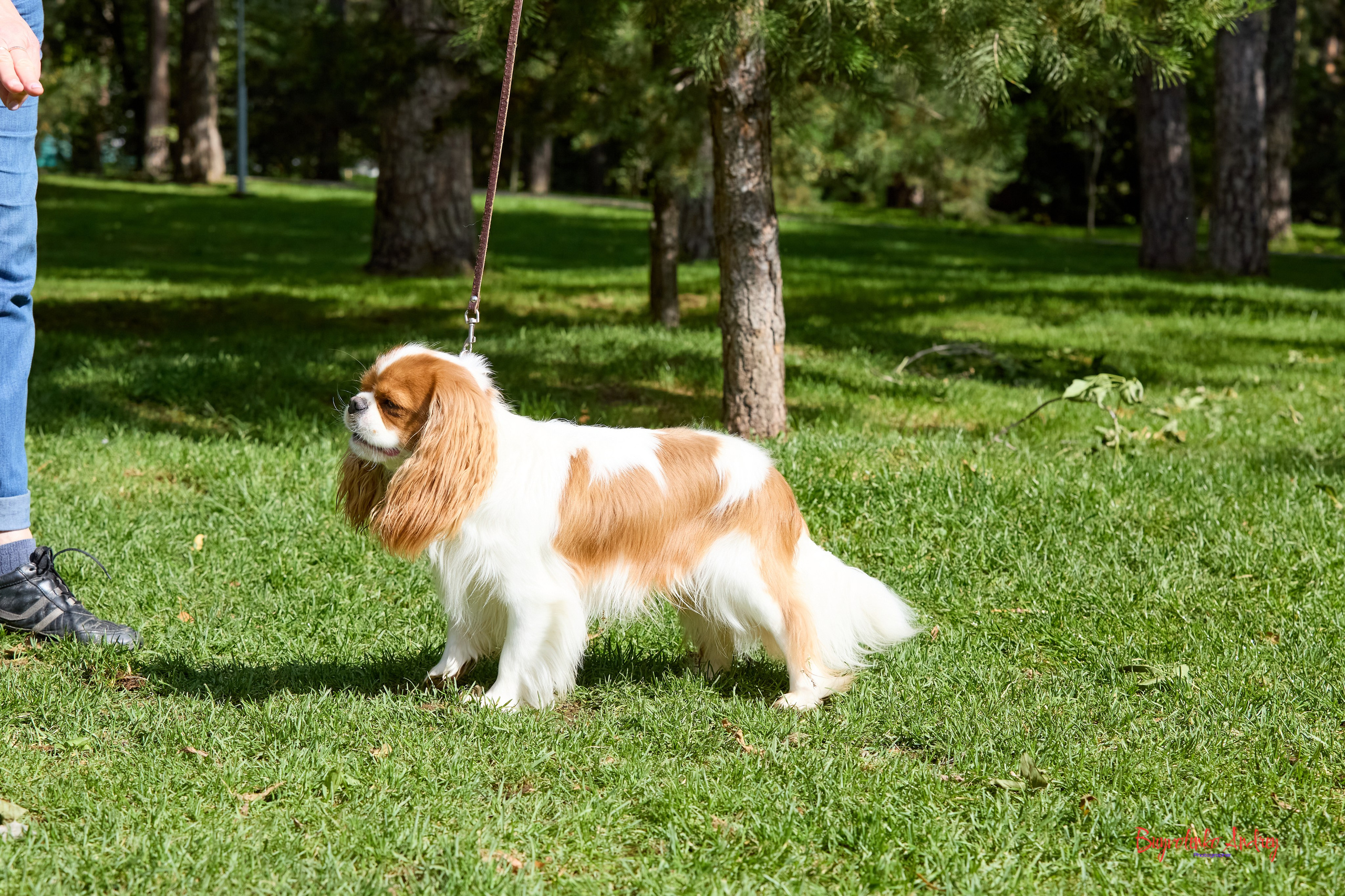 Фотопрогулка с кавалерами. Buyvolenko Andrey