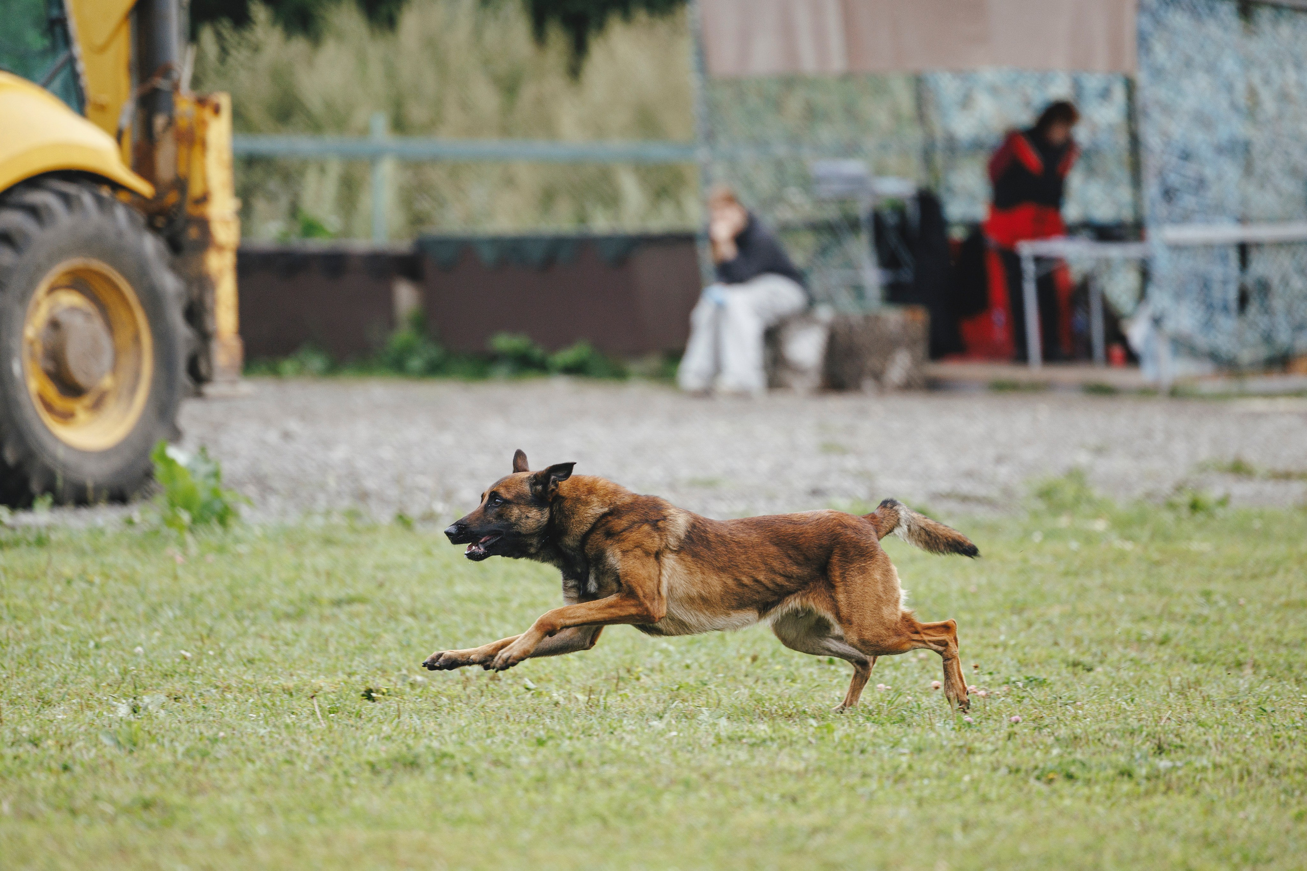 08.08.25-10.08.25 ЧР по мондьорингу г. Вологда. Фотограф-анималист Анна Маринич