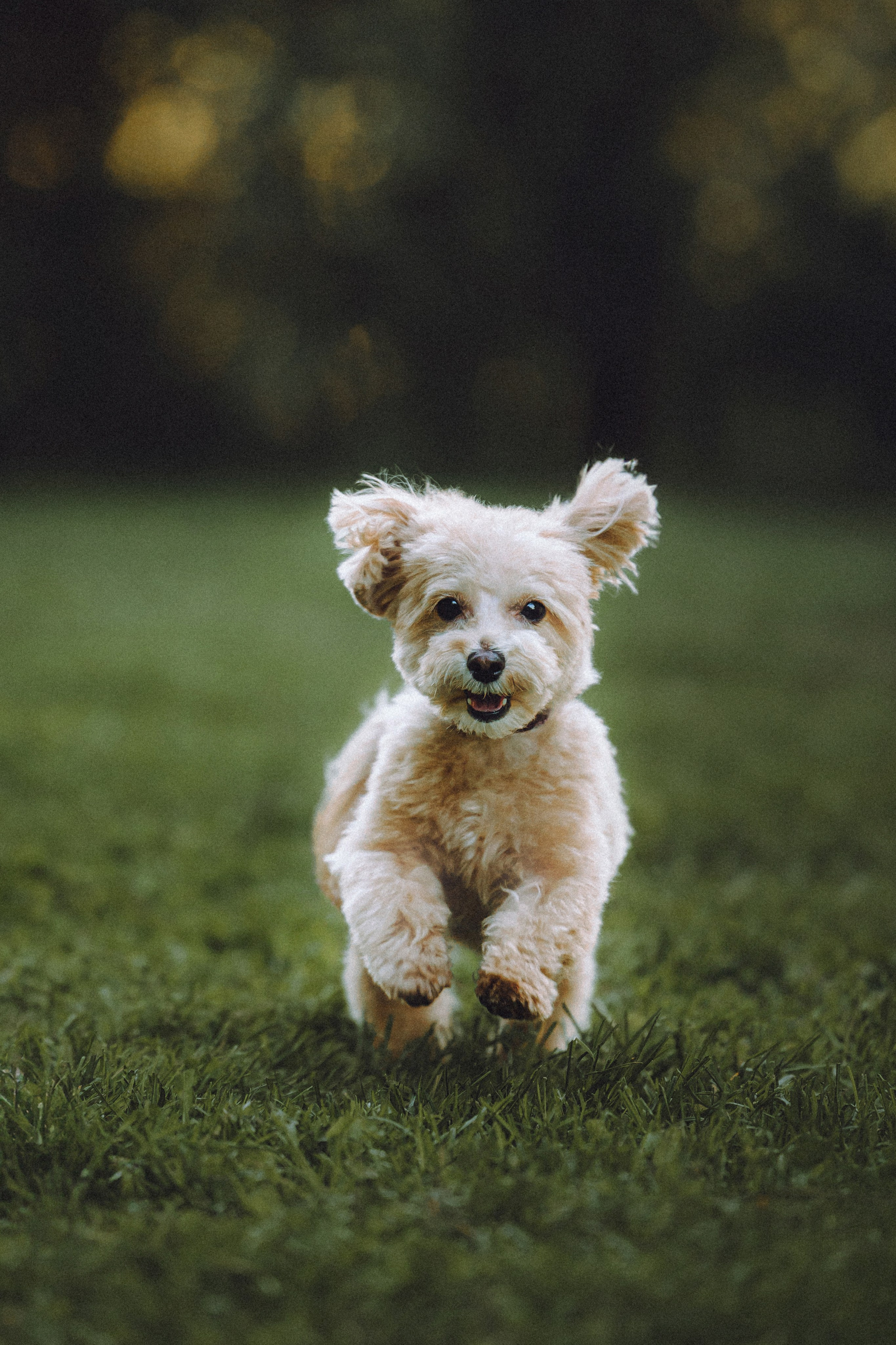 Настя и Симба