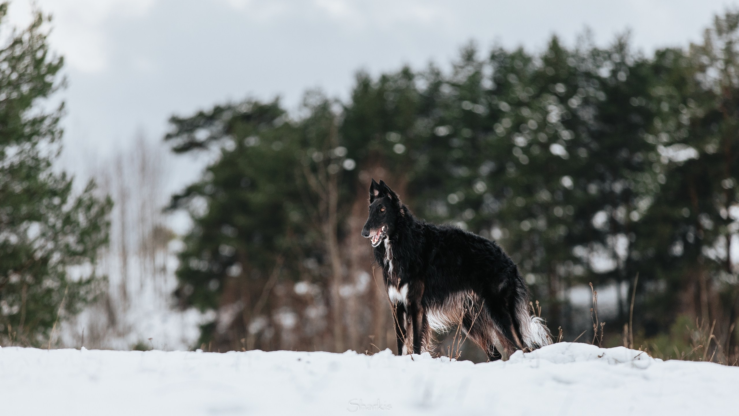 Катя и Гримм. Главная