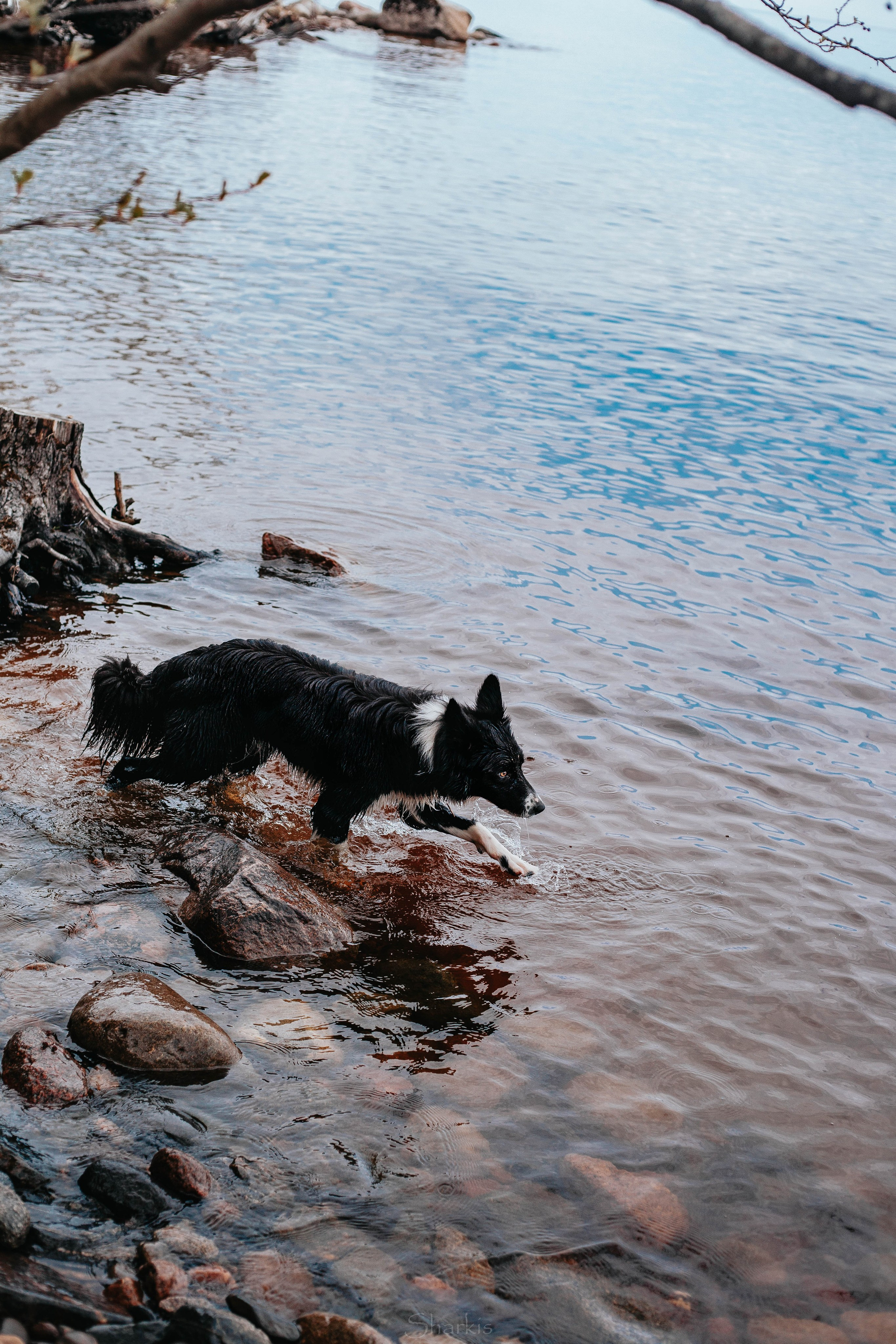 Кида и Сирша. Главная