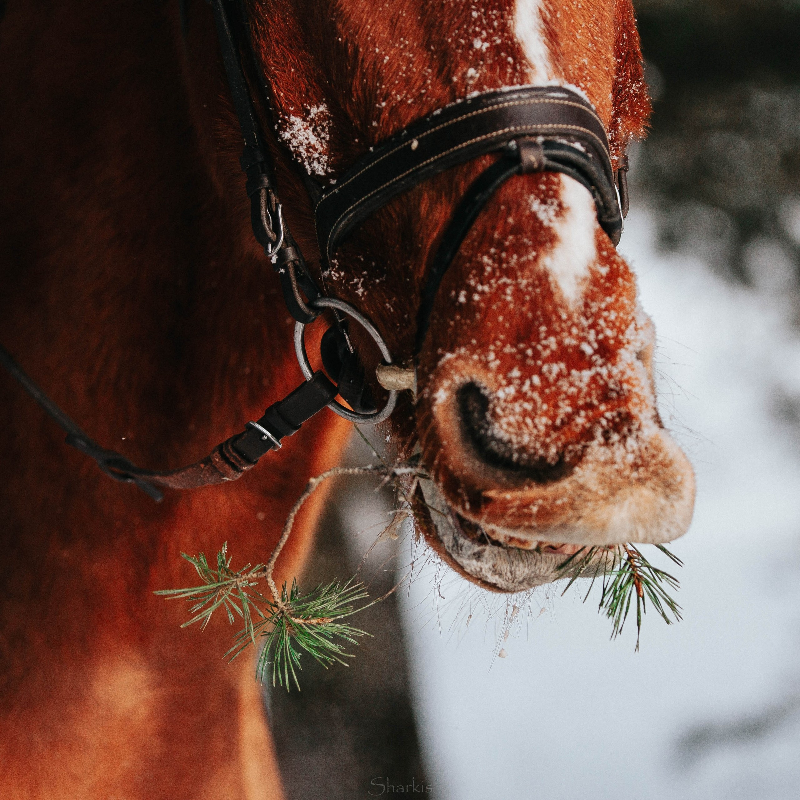 Ирина и Гепард. Фотограф Елизавета Филатова