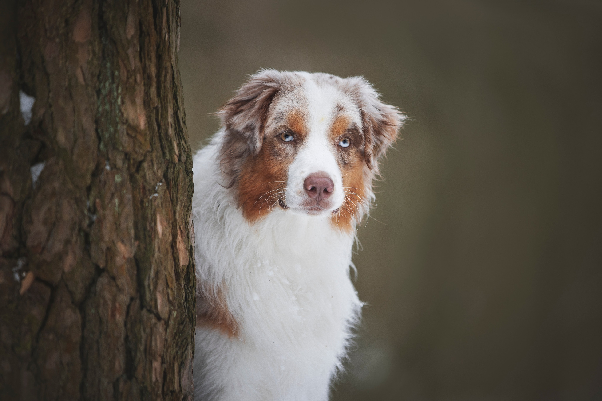 Дария, Макс, Сезам и Чили. Фотограф анималист в Москве Майорова Евгения
