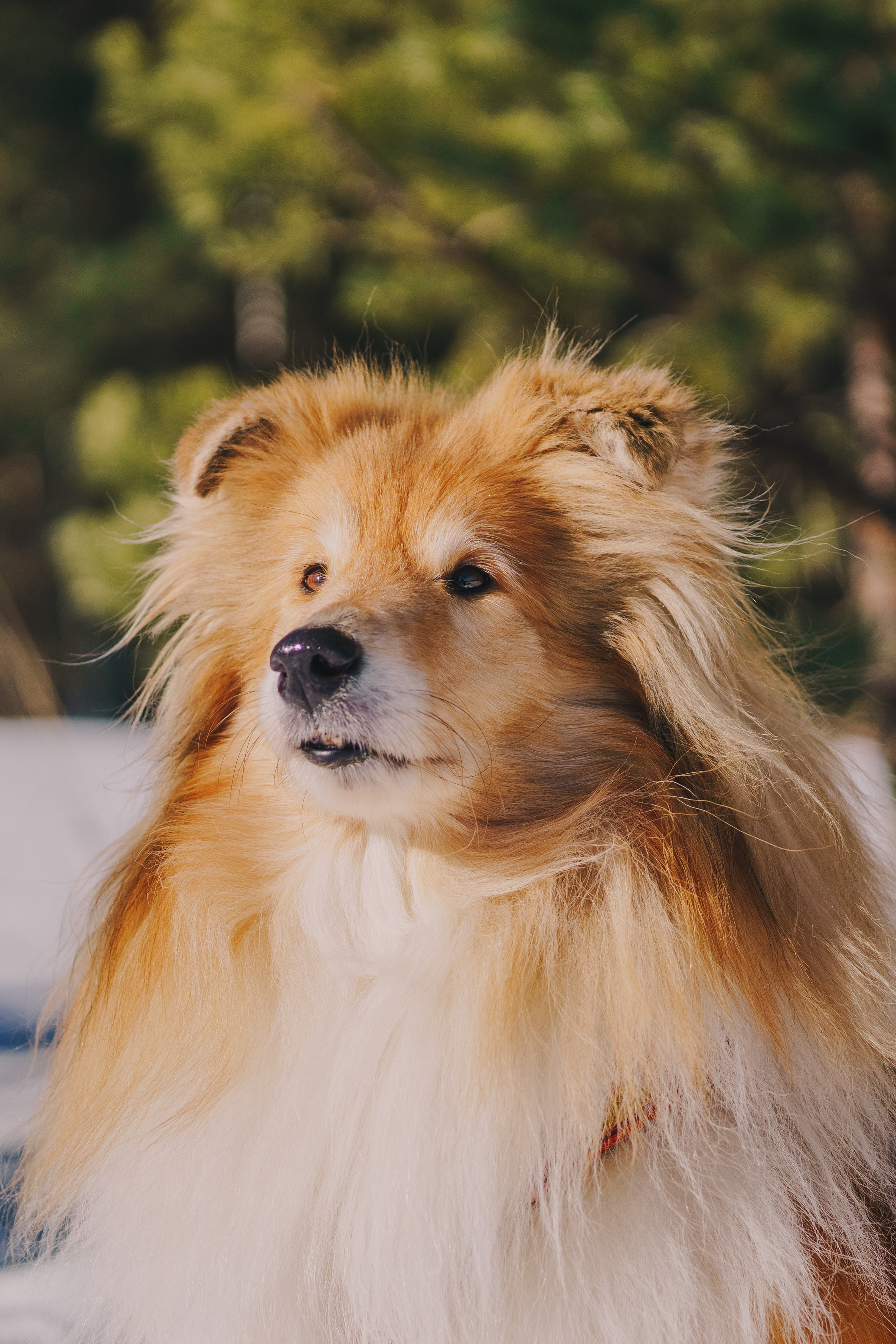 Life with dog. Saamill