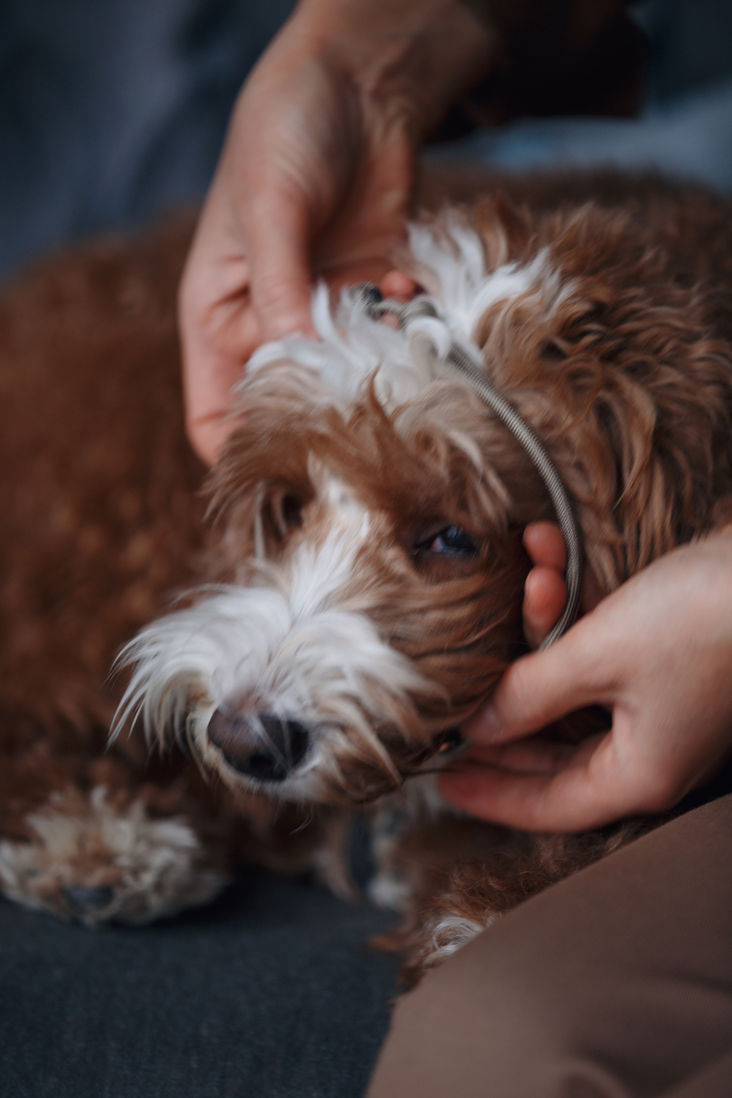 Bmbh лежанки и адресники. Фотограф анималист Кристина Карпова, Москва