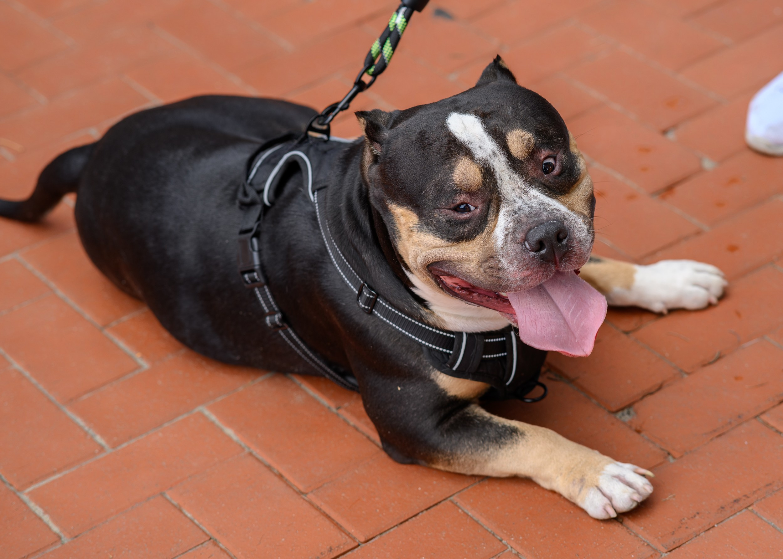 СобачийФест_РынокНаГоре_10082024. Фотограф Александр Данилов