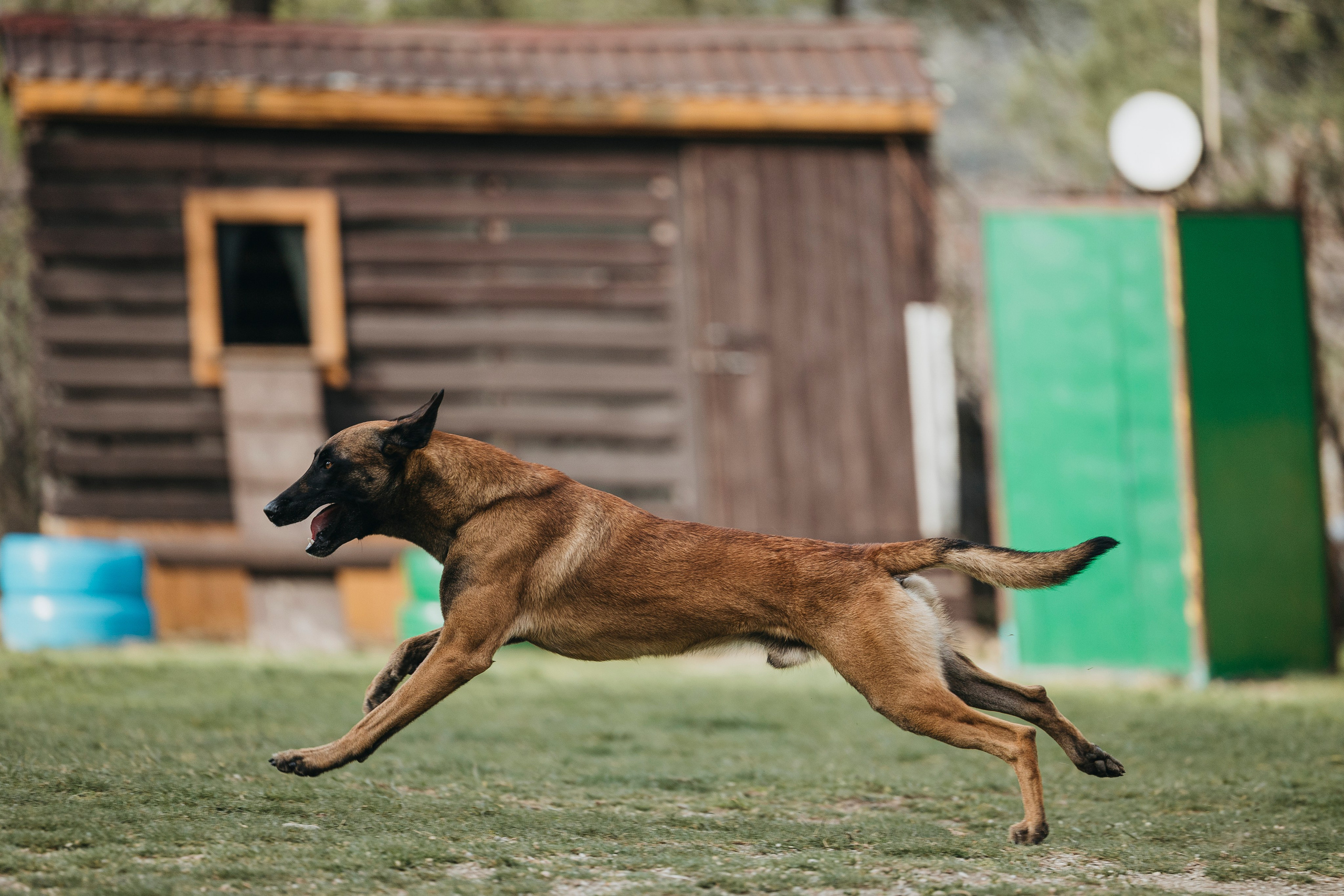 Геленджик Мондьоринг. Фотограф-анималист Анна Маринич